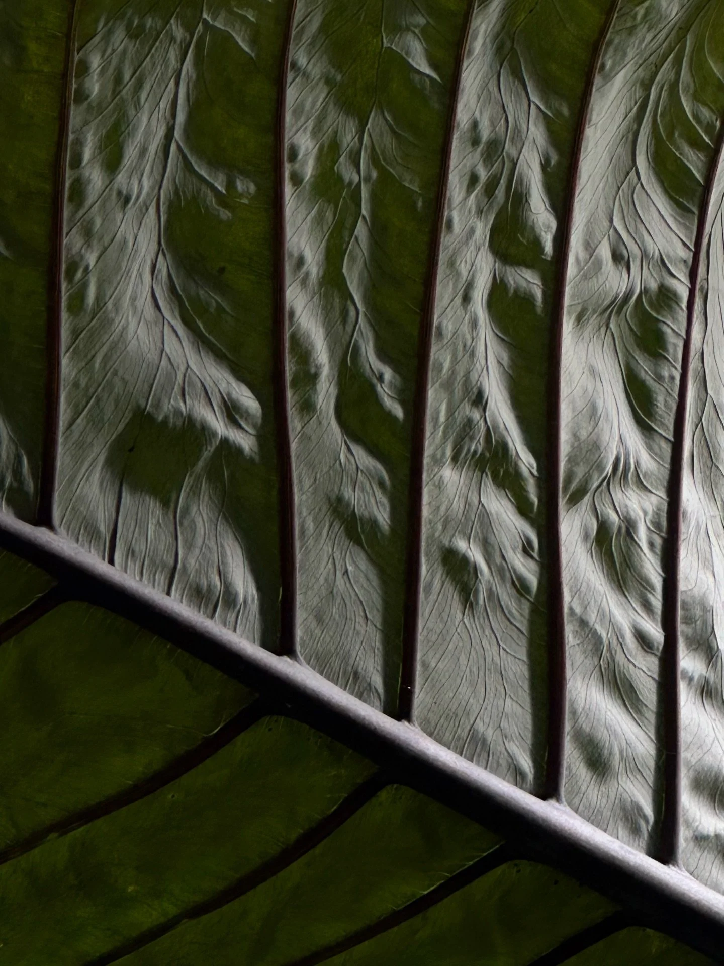 Textures of leaves towering over my head. Reminding me that life is not the same size everywhere we go. And how rarely we stop and think about the environment that surrounds every living thing, allowing it to flourish.

Perhaps that&rsquo;s what we&r