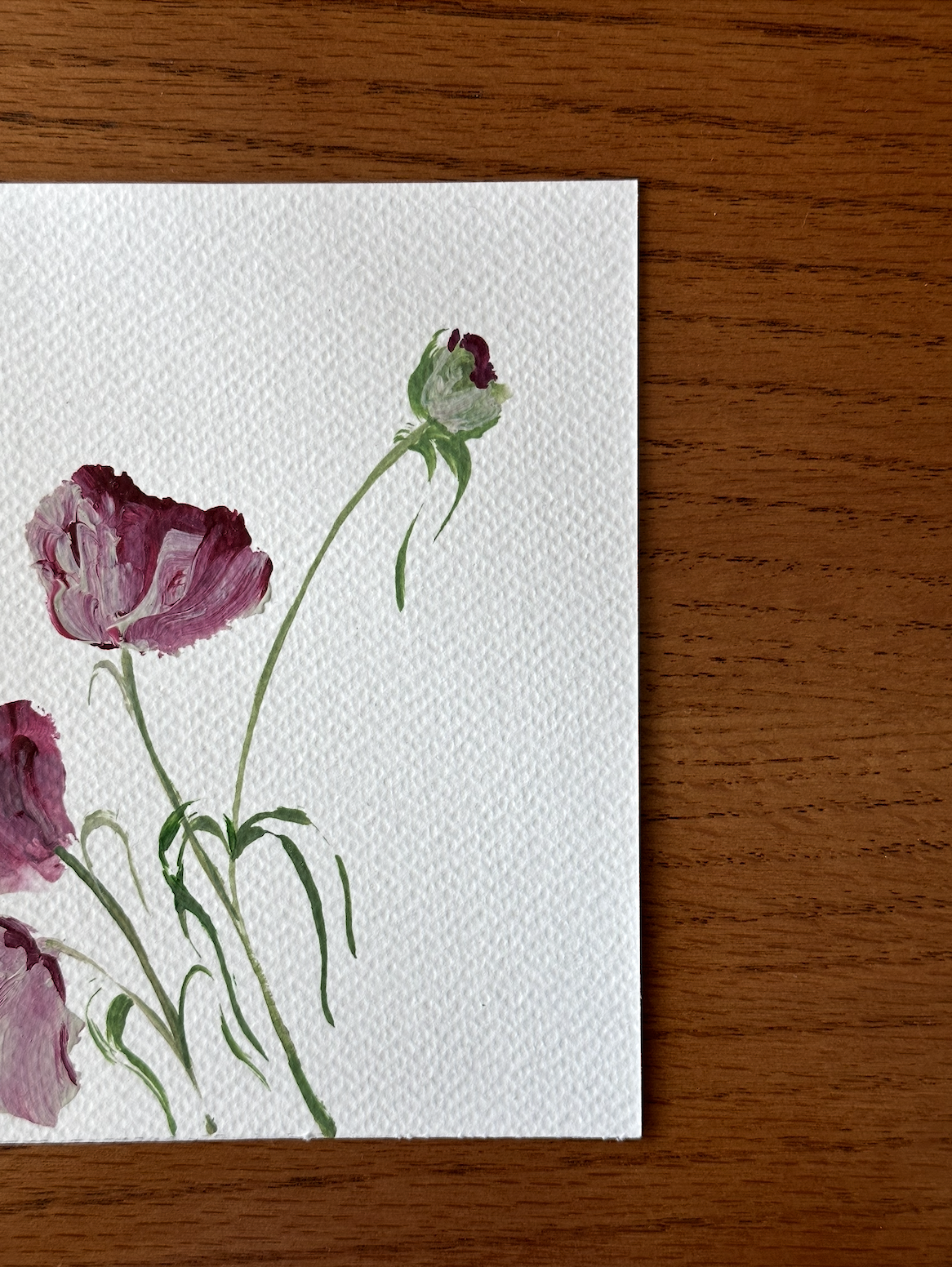 01 - tulips in the summer heat 0.1.png