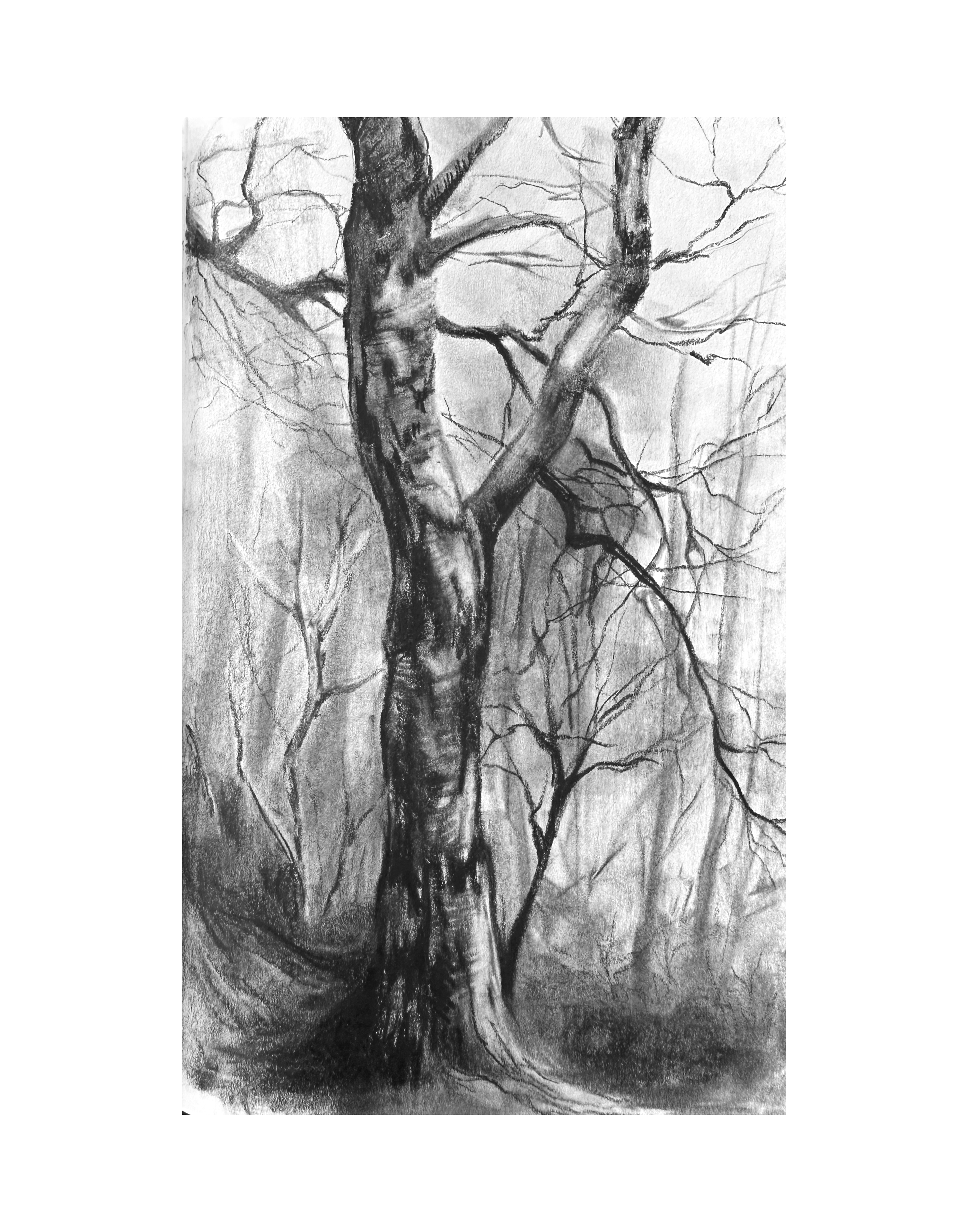 15 - Charcoal Birch Tree copy.png