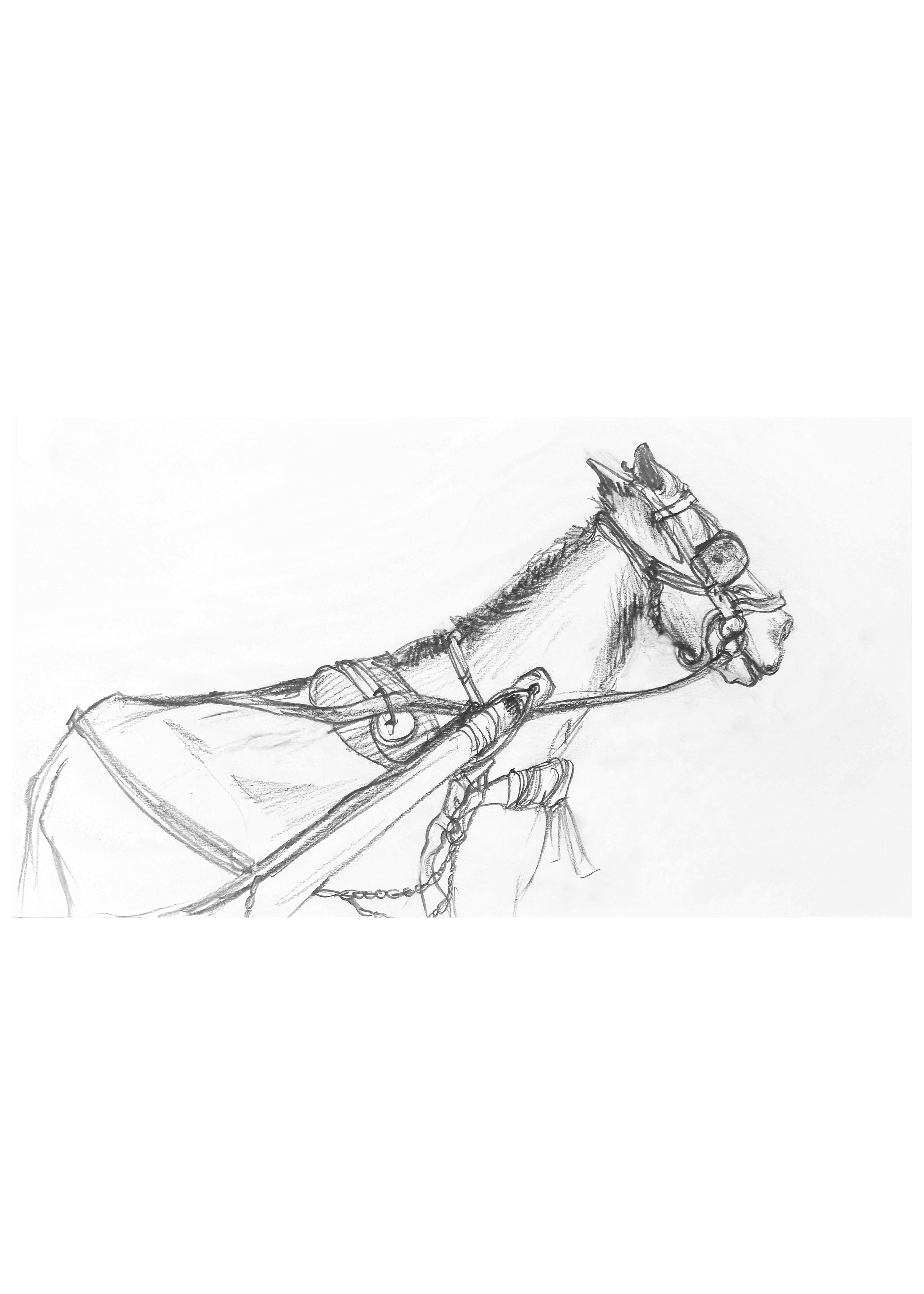 Sketch 01 - Mule copy.png