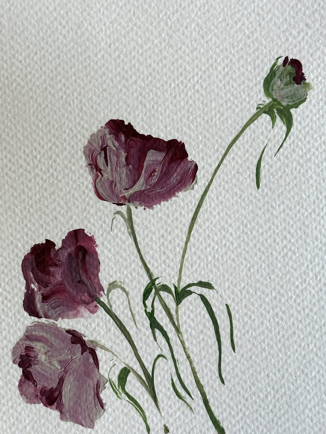 01 - tulips in the summer heat 0.0.png