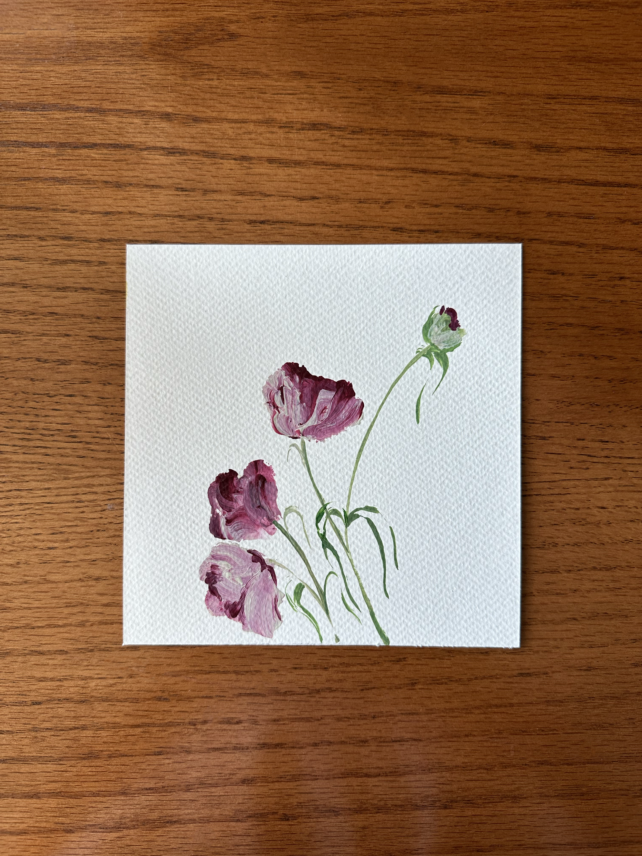 01 - tulips in the summer heat.png
