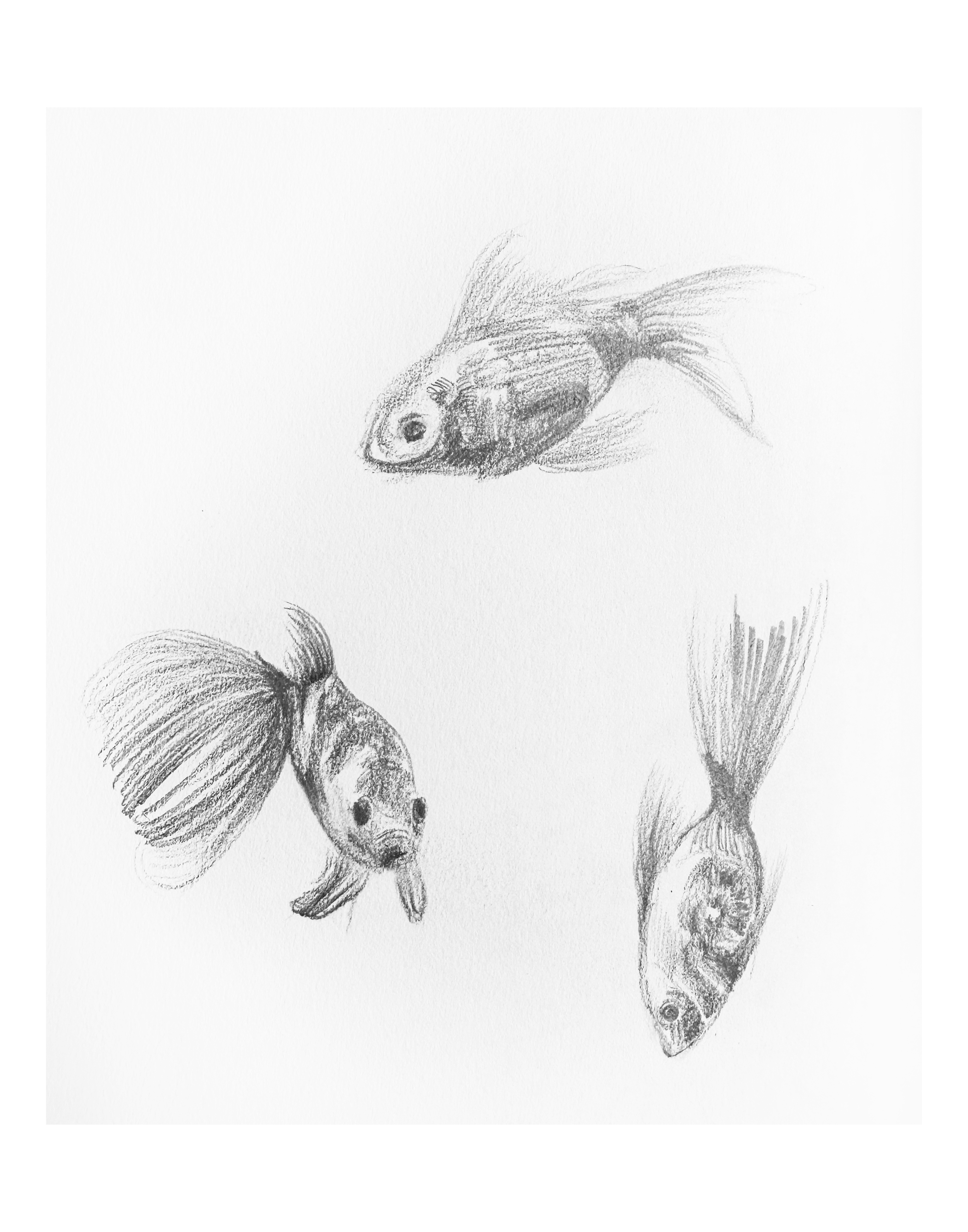 Machli - Sketch 08 copy.png