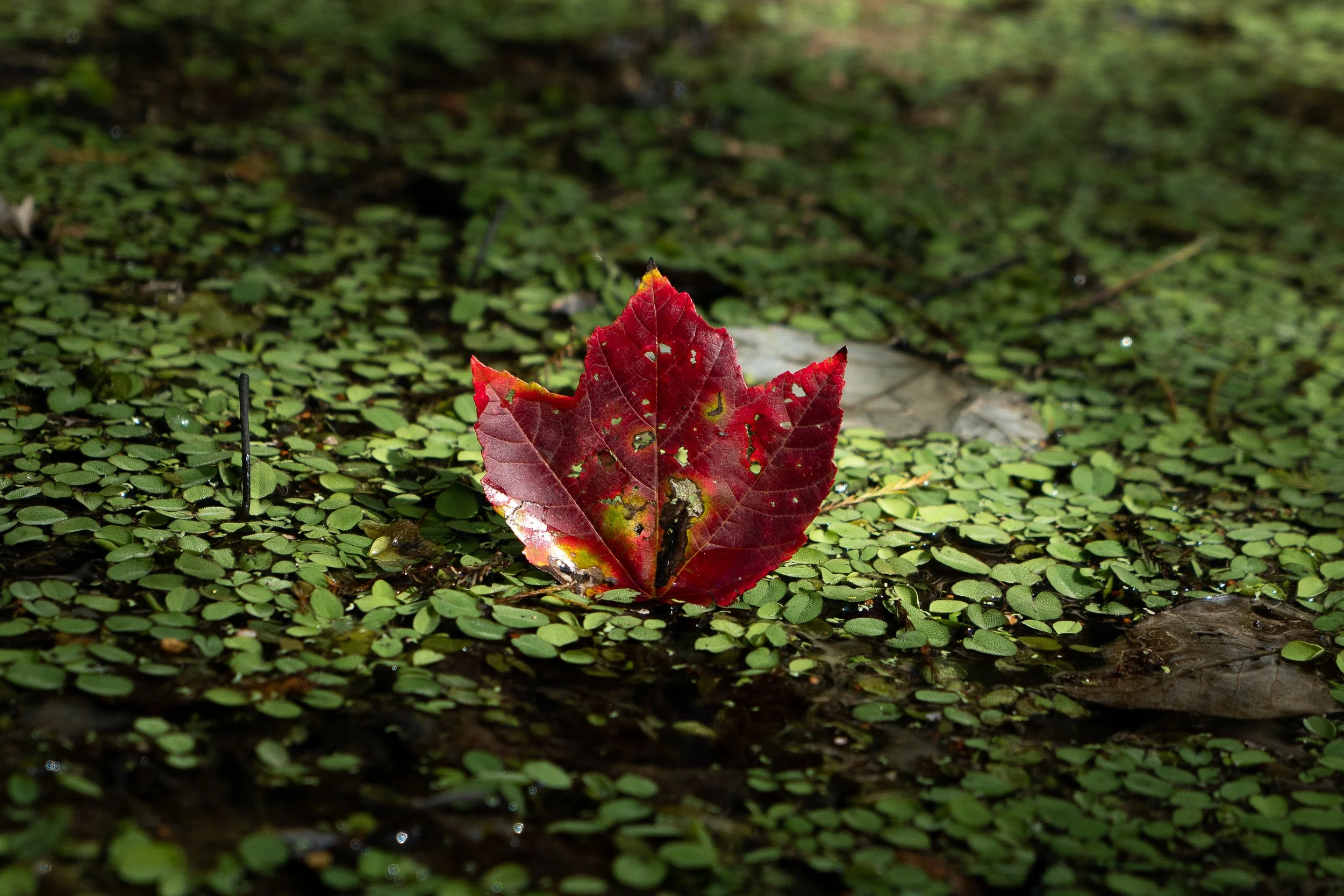 How to Use Contrast in Photography — Intricate Explorer | Adventure ...