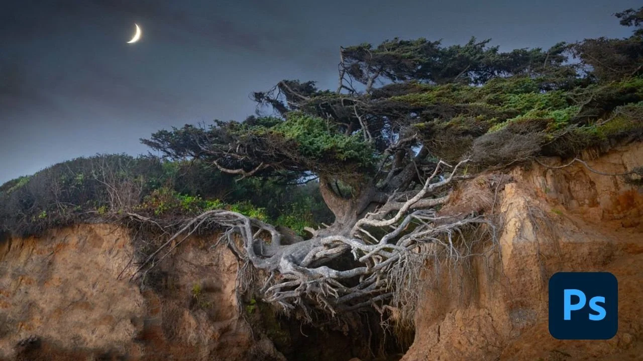 Full Edit - Tree of Life