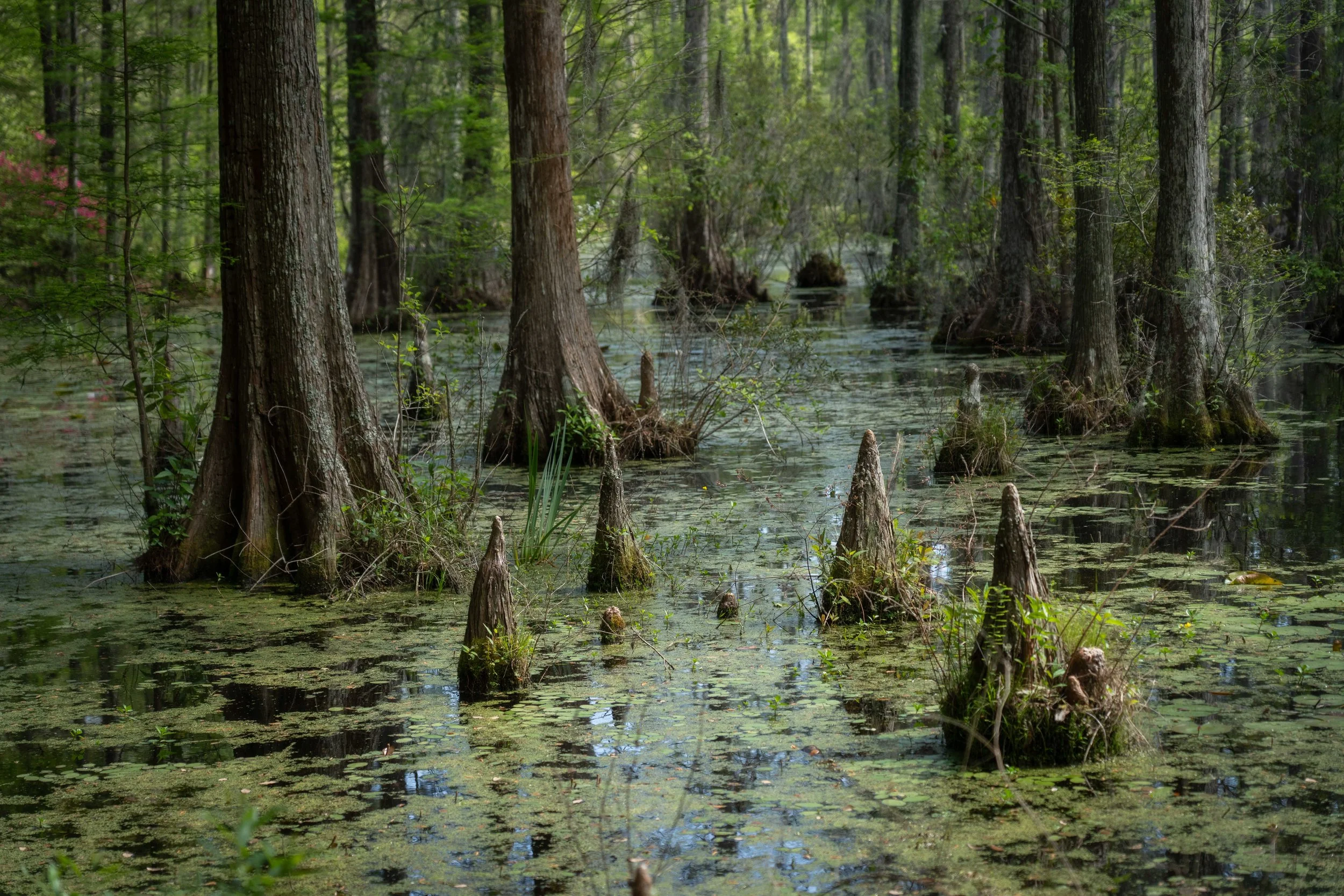 645 - Cypress Gardens