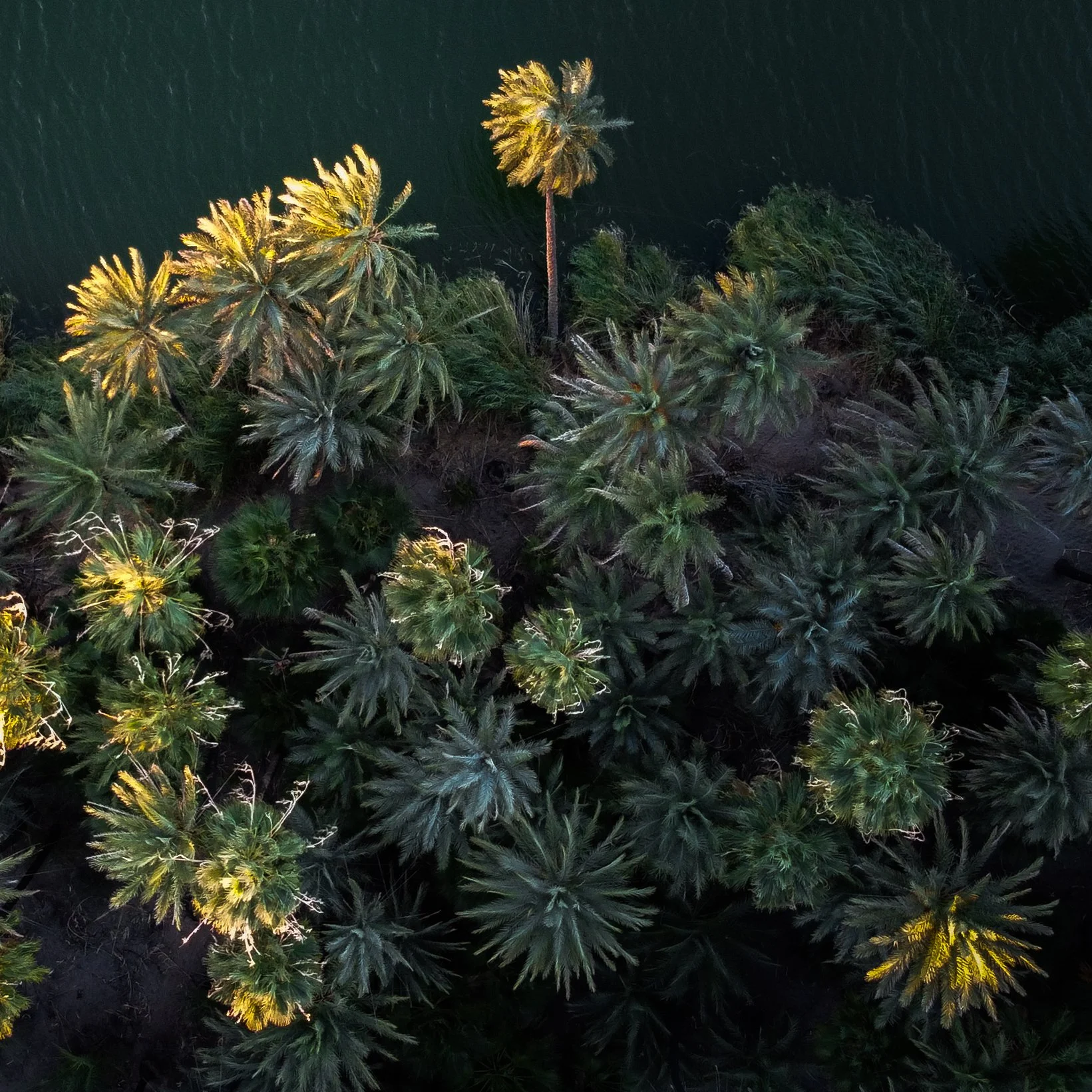 Aerial view of palm trees along a body of water during sunset.