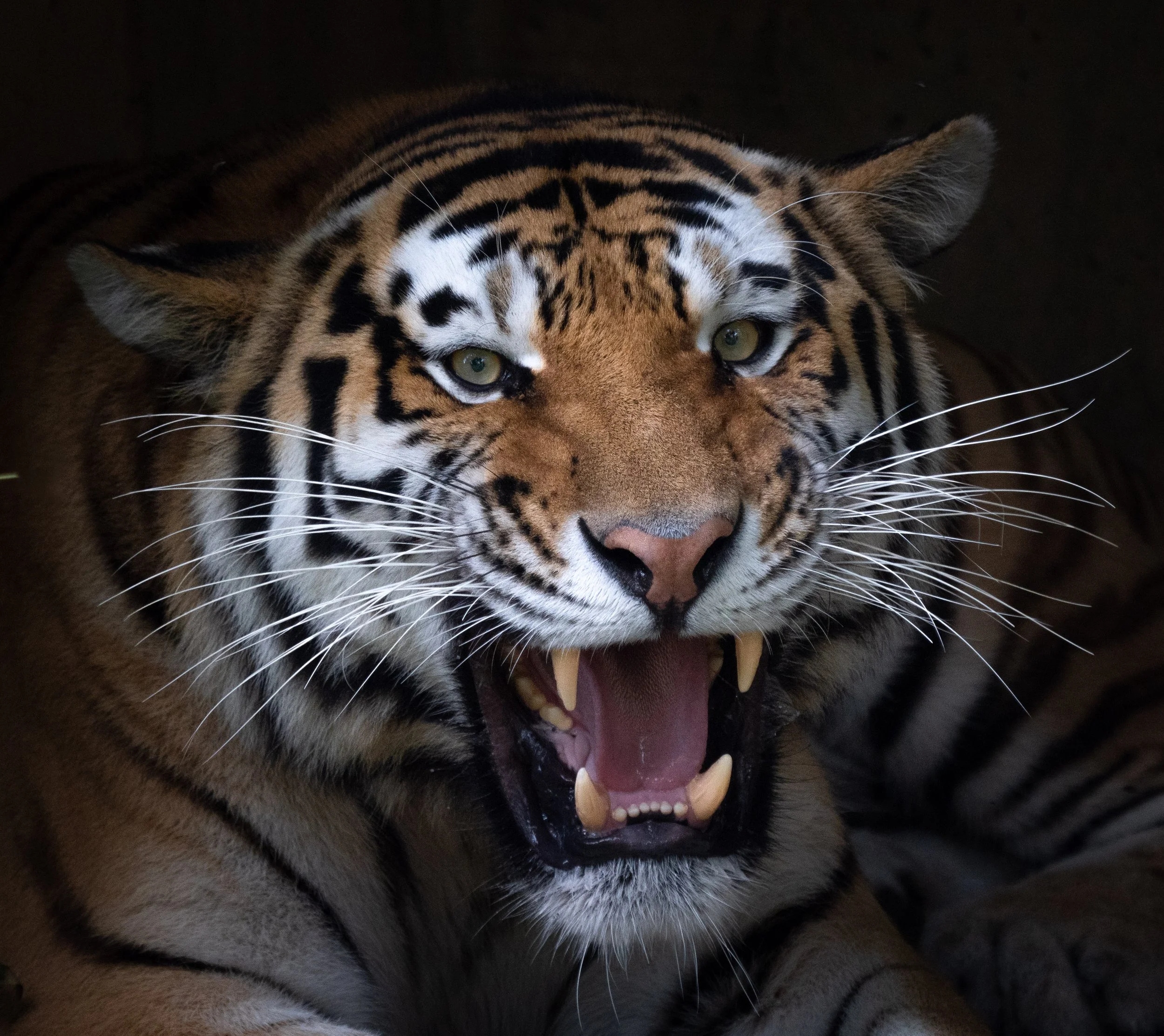 669 - Smithsonian Zoo