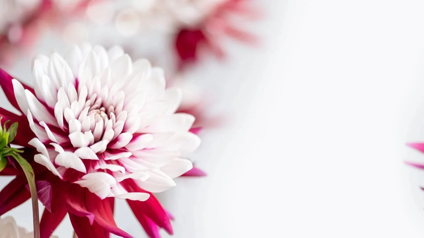 Close-up of pink and white chrysanthemum flowers with blurred background.