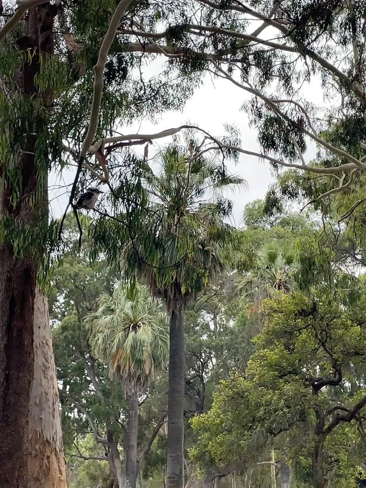 Connecting with Country. 
Connecting with story.
Rediscovering Songlines.

Reading, listening and allowing the final elements to find their place, in preparation of stepping into the role of teaching the principles and benefits of Usui Reiki Healing.