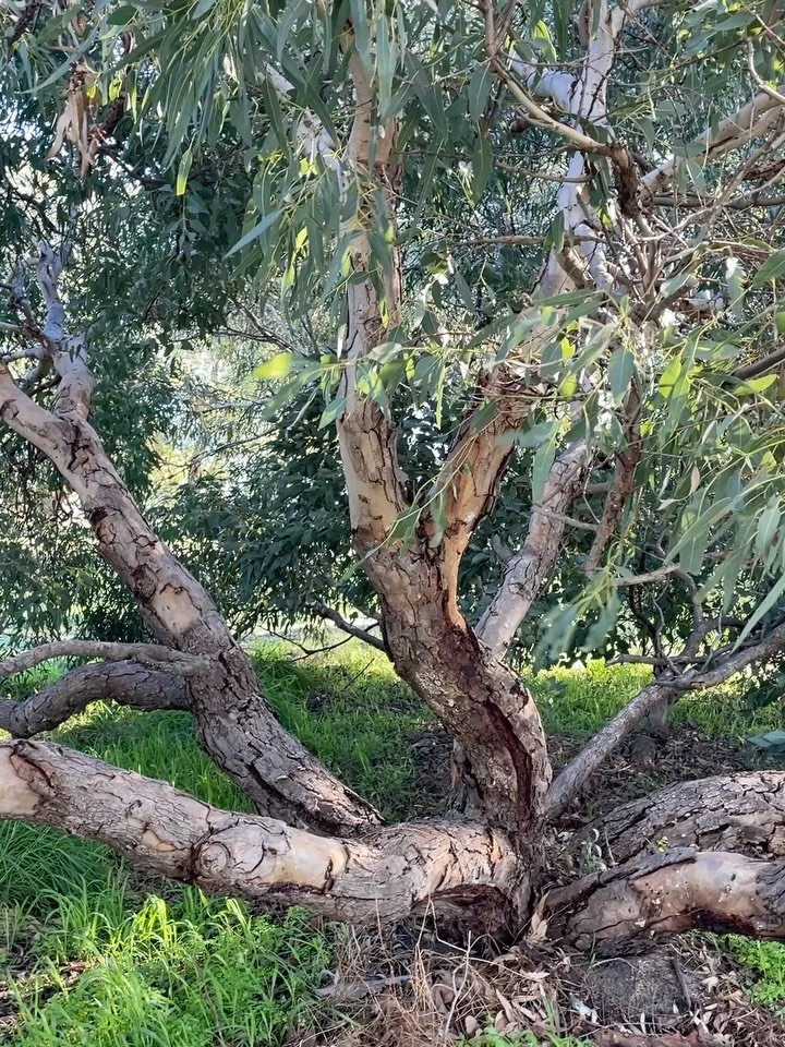 All things will teach you, if you take notice. Spending time in nature is the most simplest way to connect and become aware. 

The same applies to Reiki [Rei - Universal | Ki - Energy]

Ever noticed how nature 🌳🪴🪻🌺🦋🐝🦉🦔🐌🐟🌊🌏 is never in a r