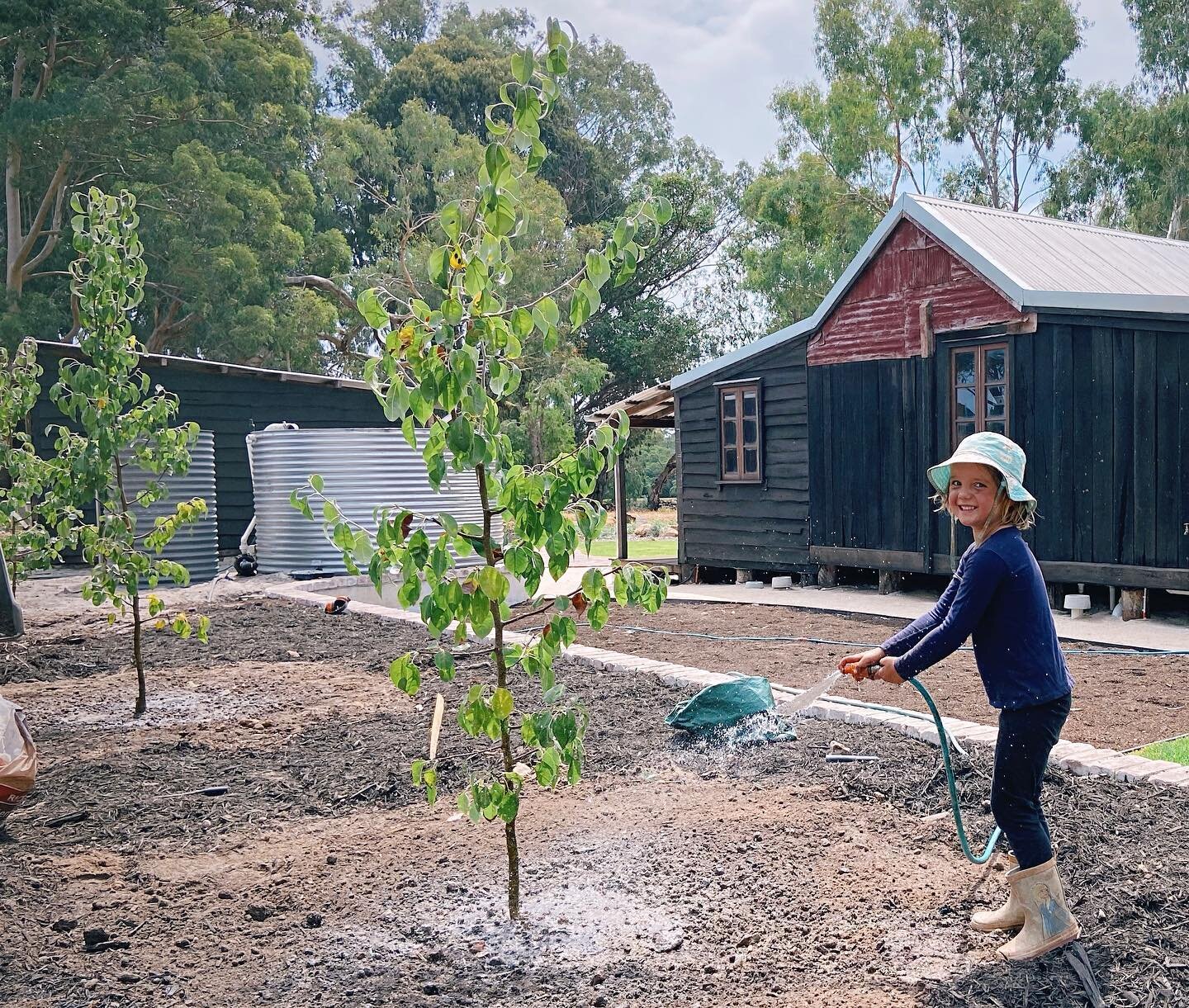 The pear trees are in 🌳

Ornamental this time, but a tribute to the line of pear trees that once grew here 🏡 

Old photos and memories that have been shared with us have allowed us to include a number of heritage elements in the garden design. Nico