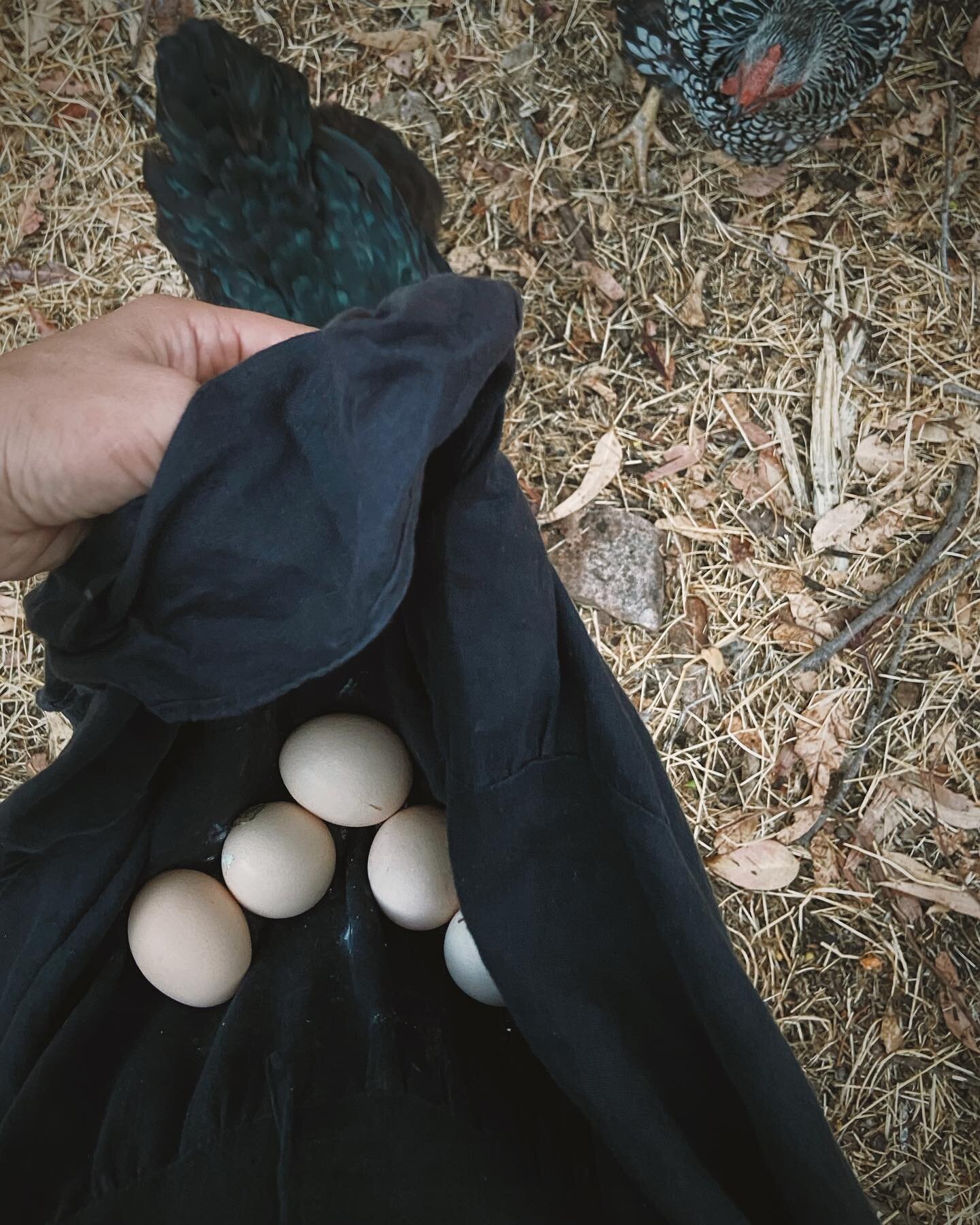 Another reason to do farm jobs in a dress. Perfect holder of unexpected eggs. Jeans just don&rsquo;t cut it 🤷&zwj;♀️