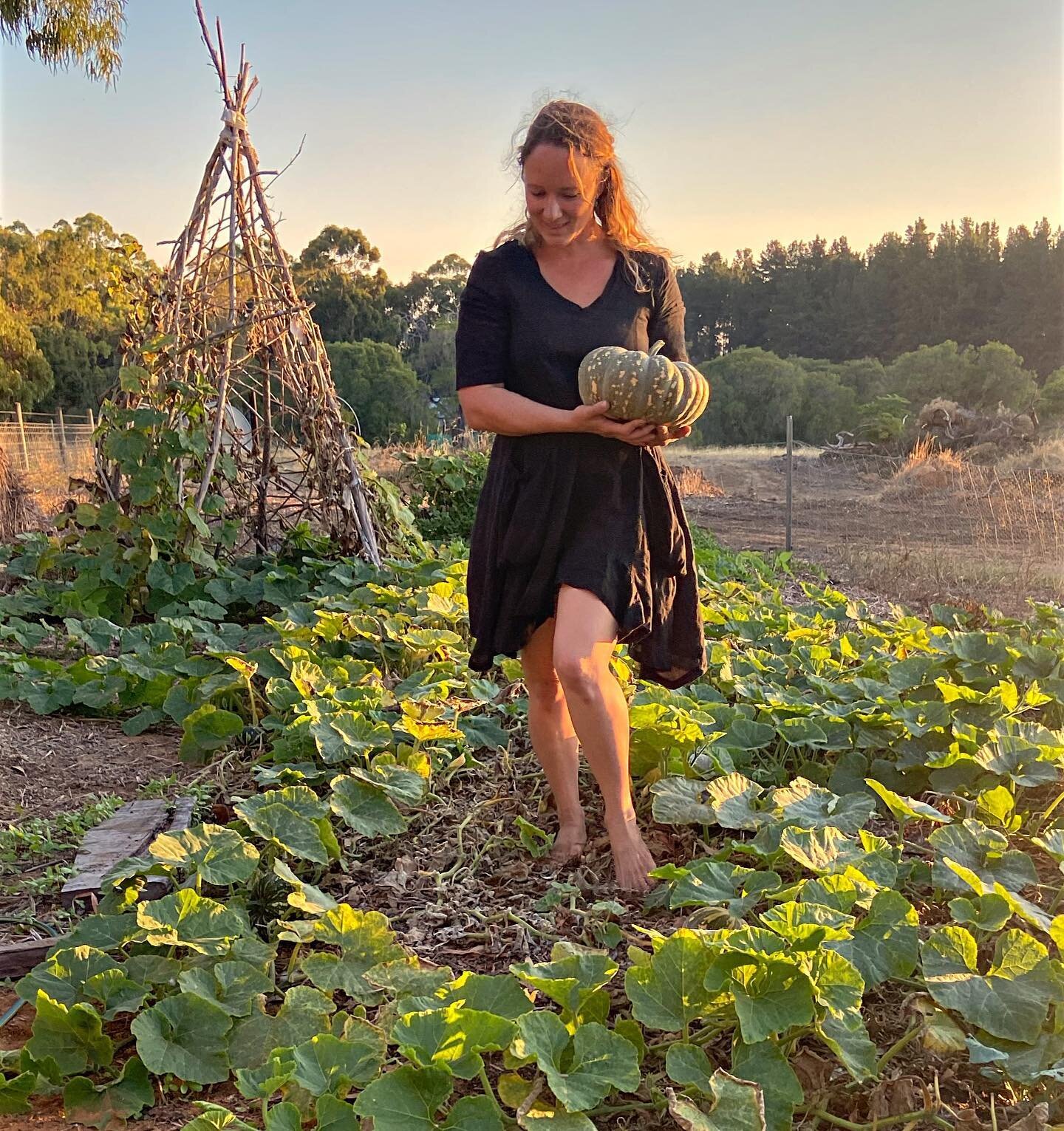 Golden evenings, and the start of the pumpkin harvest 🧡☀️