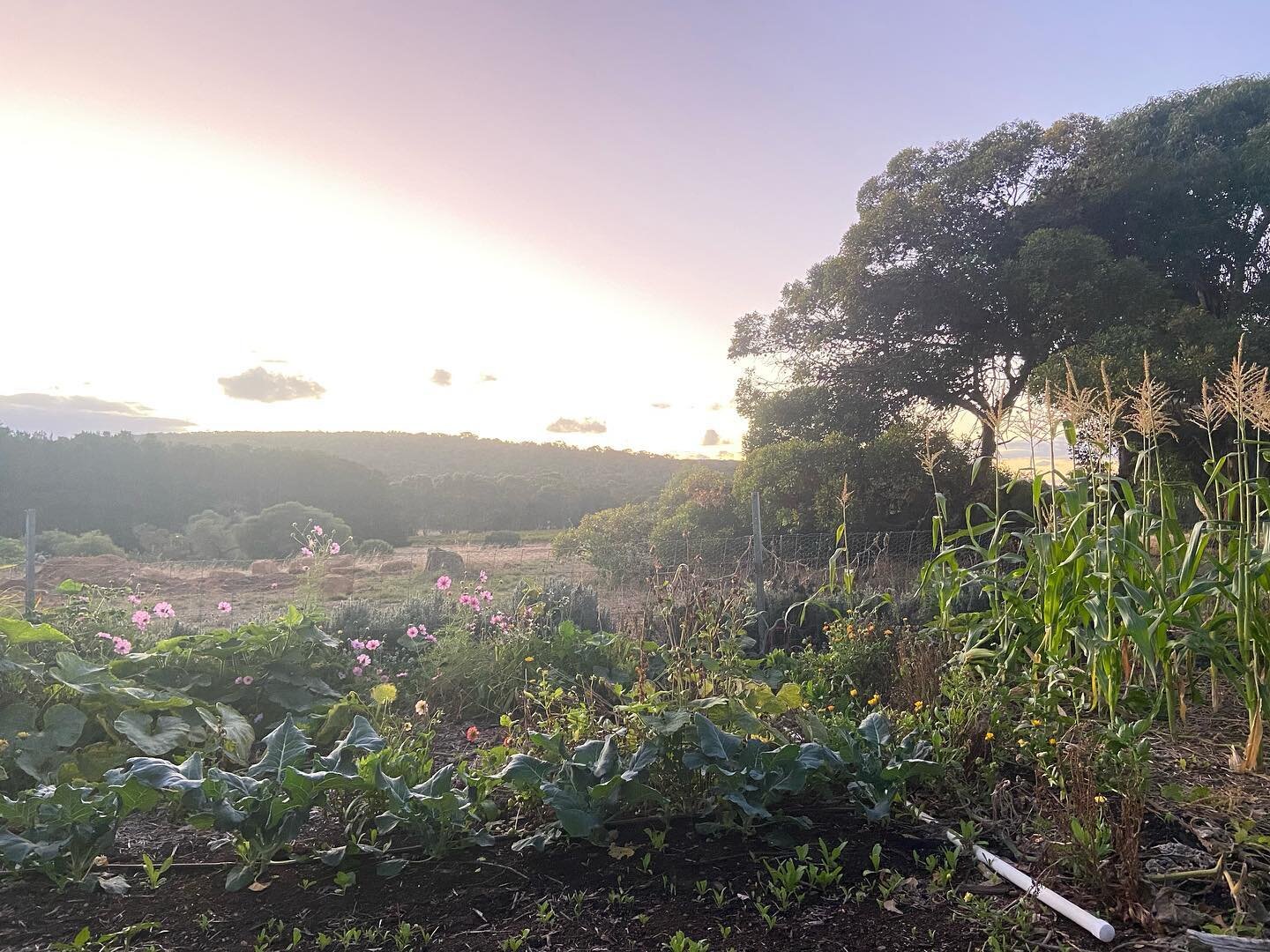 Autumn evenings in the patch. Who else is enjoying these still afternoons and that sudden drop in temperature 💛