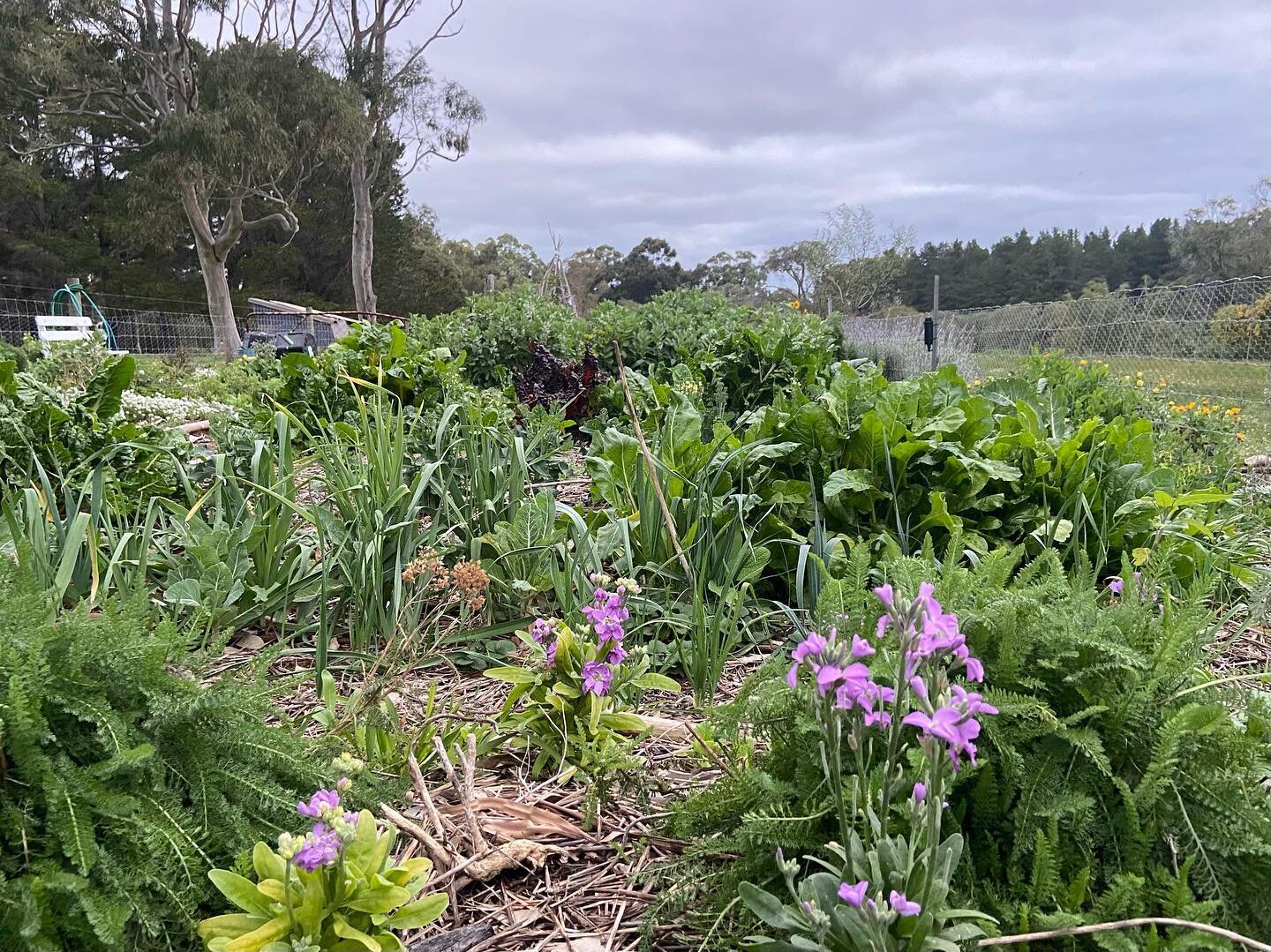 Winter in the patch ❄️ 

Totally neglected, but we are enjoying brassicas and greens. Self seeded sunflowers have been proving me wrong by flowering through the cold months. The first of the spring blooms are here, and I&rsquo;m hoping the seeds from