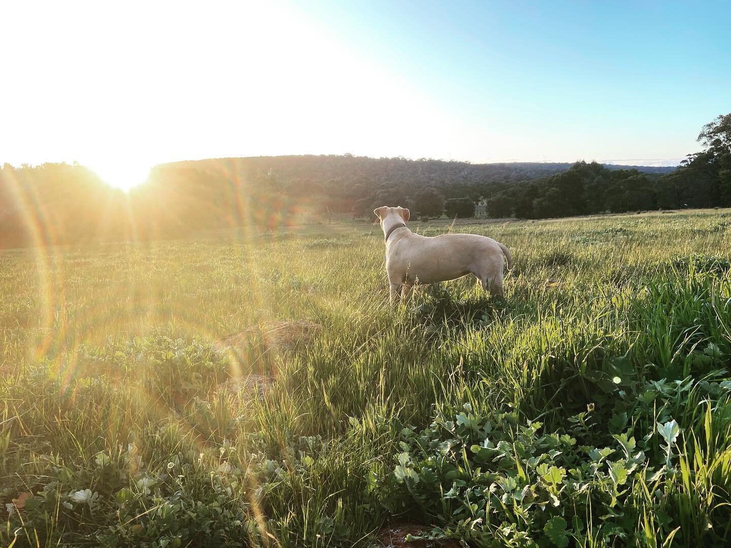 Golden hour ☀️

The first sunset I had here was sitting on top of the hill, between the house and the cottage, on a big old log. I remember when everything lined up just right, the sun had dropped to the perfect spot and that warmth settled on us. Th