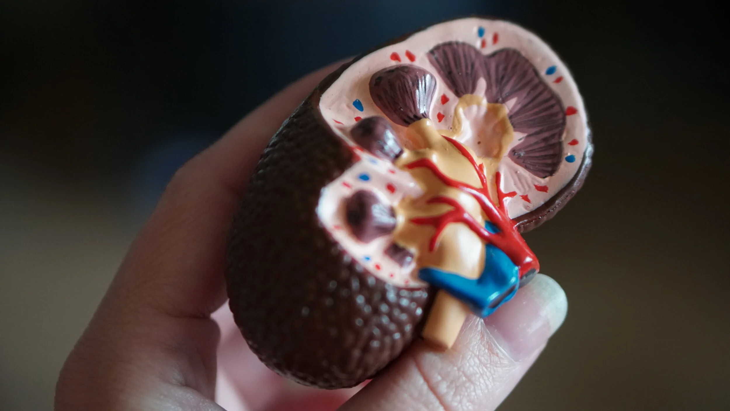 KIDNEY / LIVER