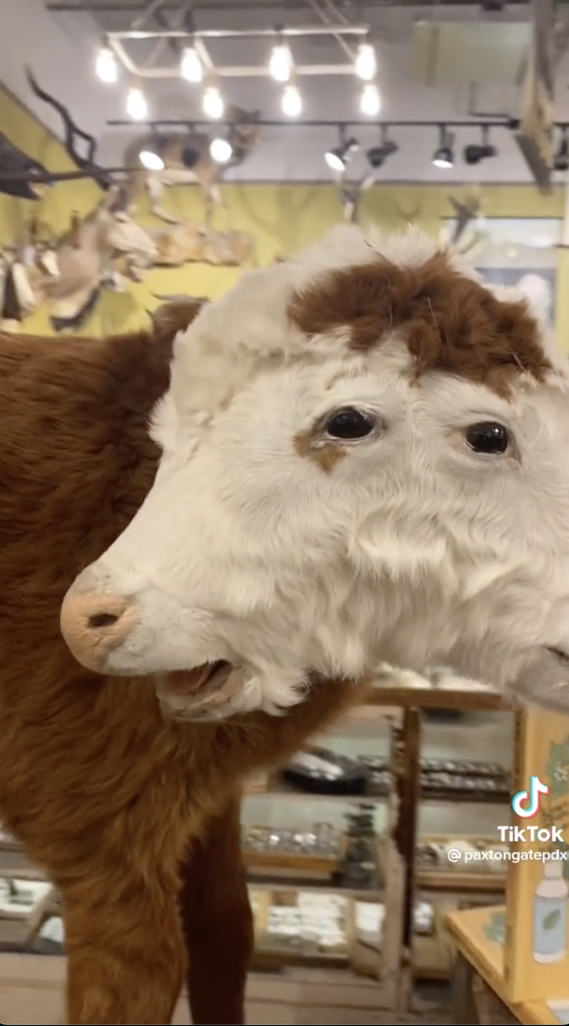 A 2 Faced Cow!