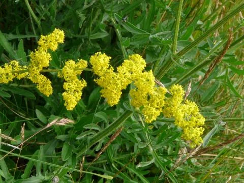Gaillet Jaune