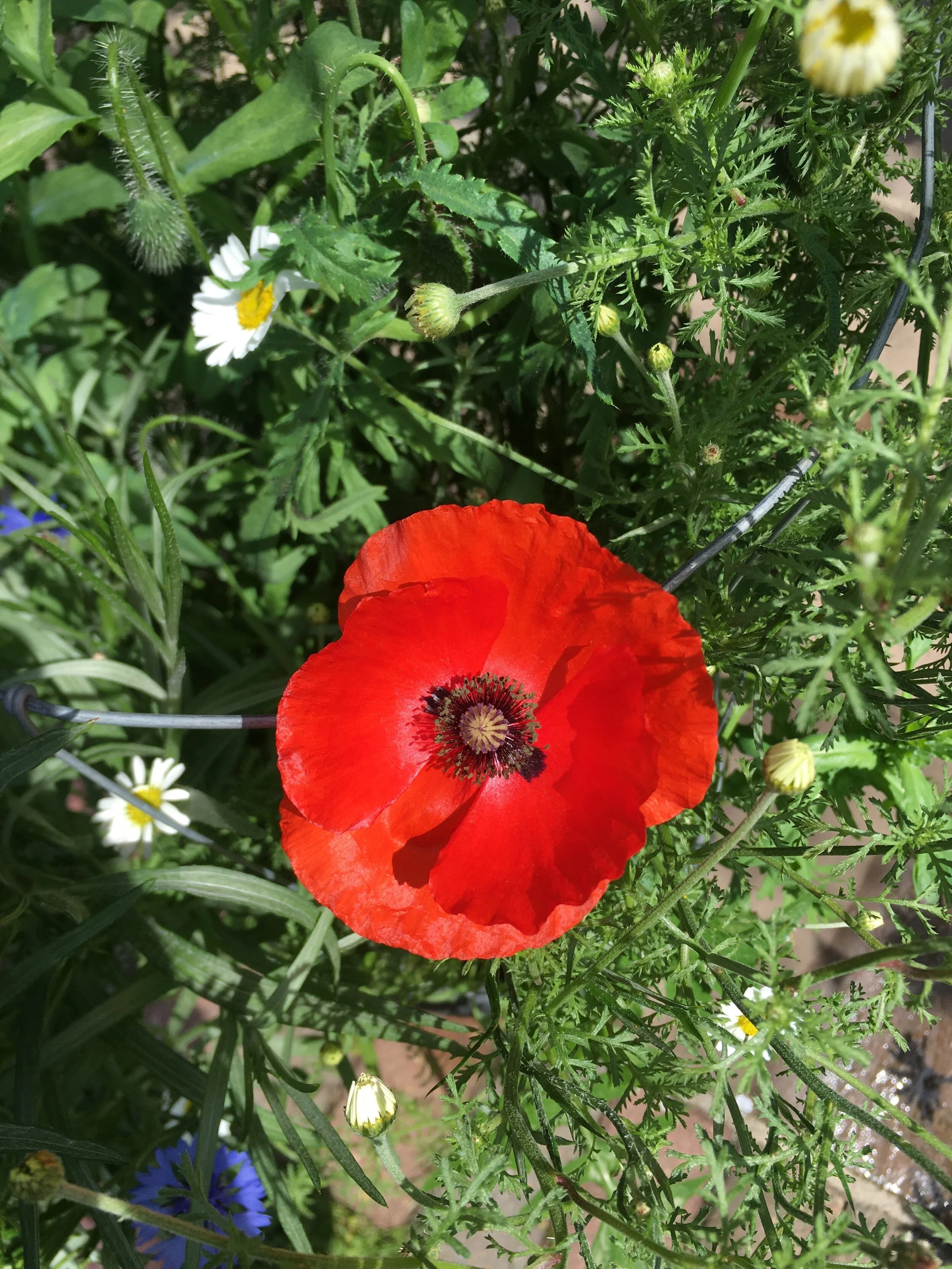 Coquelicot