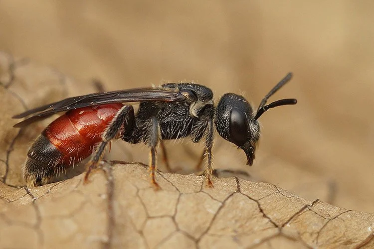 Sphecodes gibbus : L'Abeille Parasite Fascinante