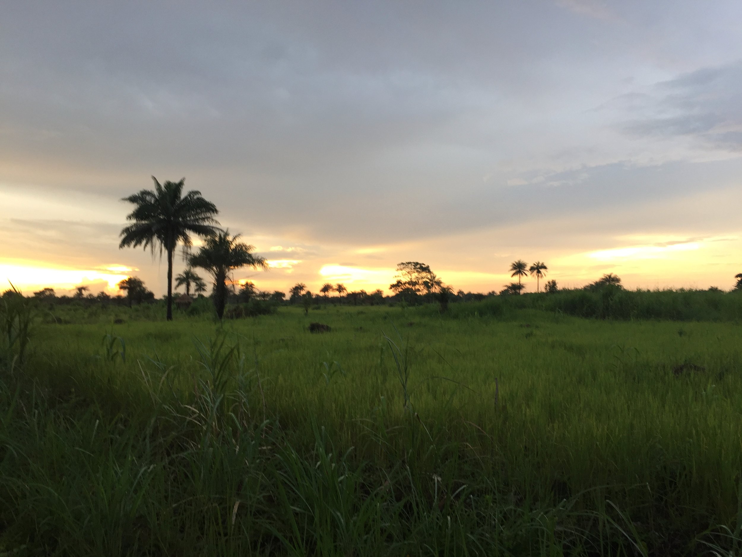 “Sweet Mother”: The Neoliberal Plantation in Sierra Leone