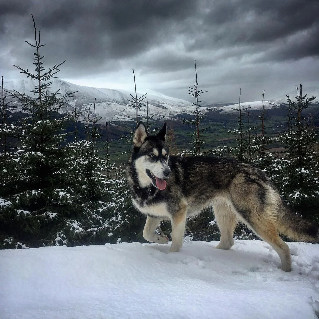 What am I carrying in my pack? Tug's Tails