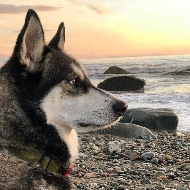 Why Keeping a Husky is like having a Mogwai/Gremlin The Dog Tails Series