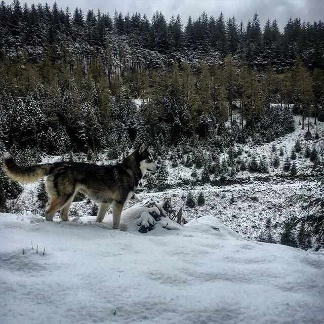 UK is an Extreme Environment. Big up to aspiring British Survivalists/Bushcrafters