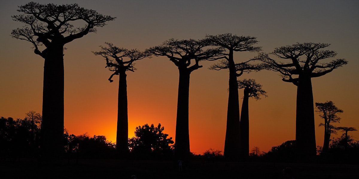 Iconic Madagascar:  Avenue of the Baobabs