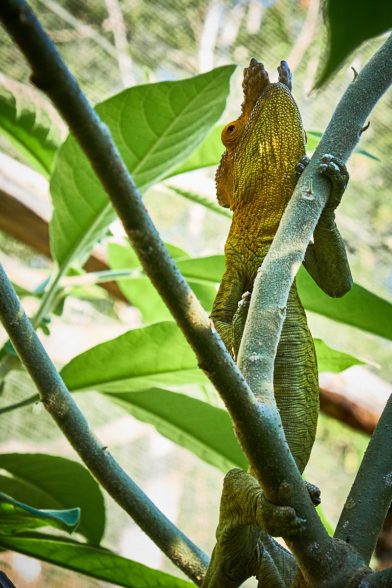 Iconic Madagascar:  Chameleon Yellow