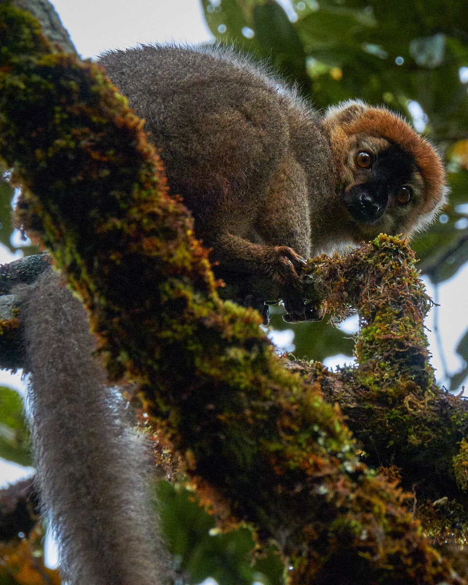 Iconic Madagascar:  Greater Bamboo Lemur
