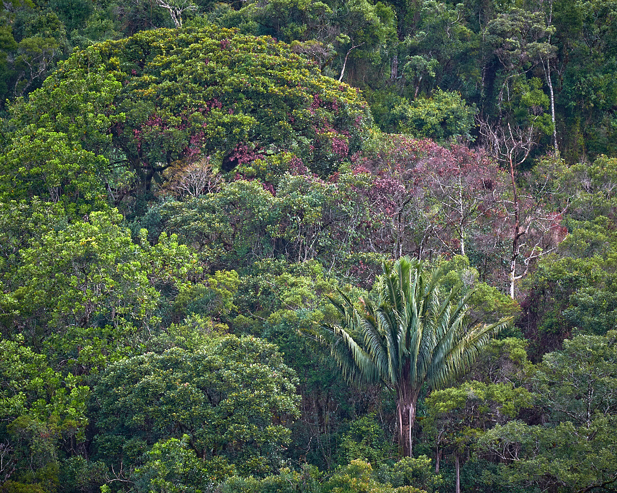 Iconic Madagascar Rainforest:  Ranomafana National Park