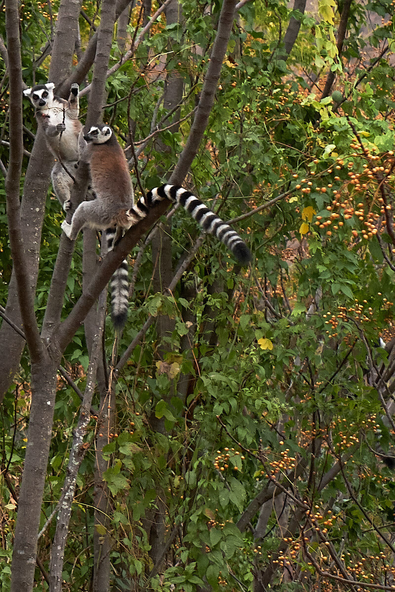 Iconic Madagascar:  Ring-Tailed Lemur