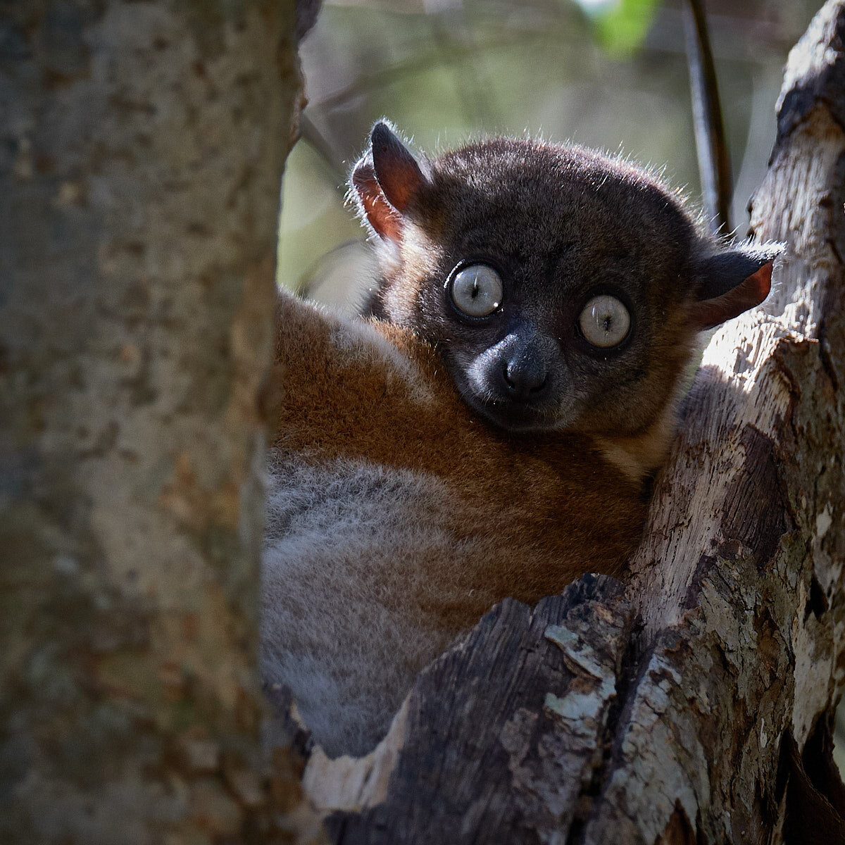 Iconic Madagascar:  Sportive Lemur
