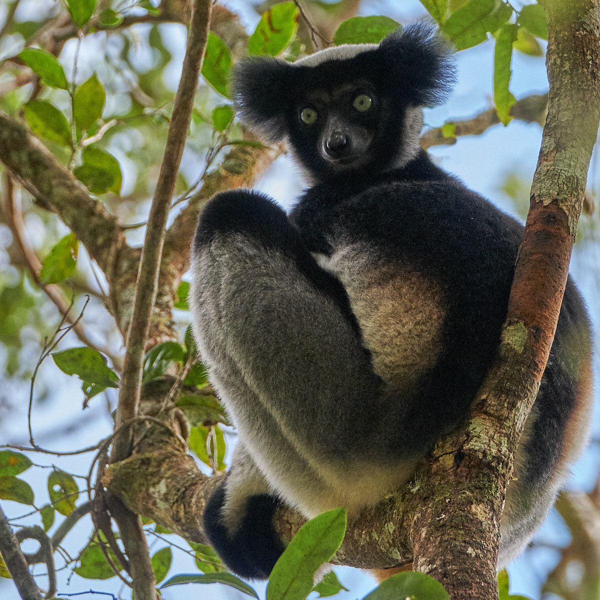 Iconic Madagascar:  Babakoto (Indri):  Critically Endangered