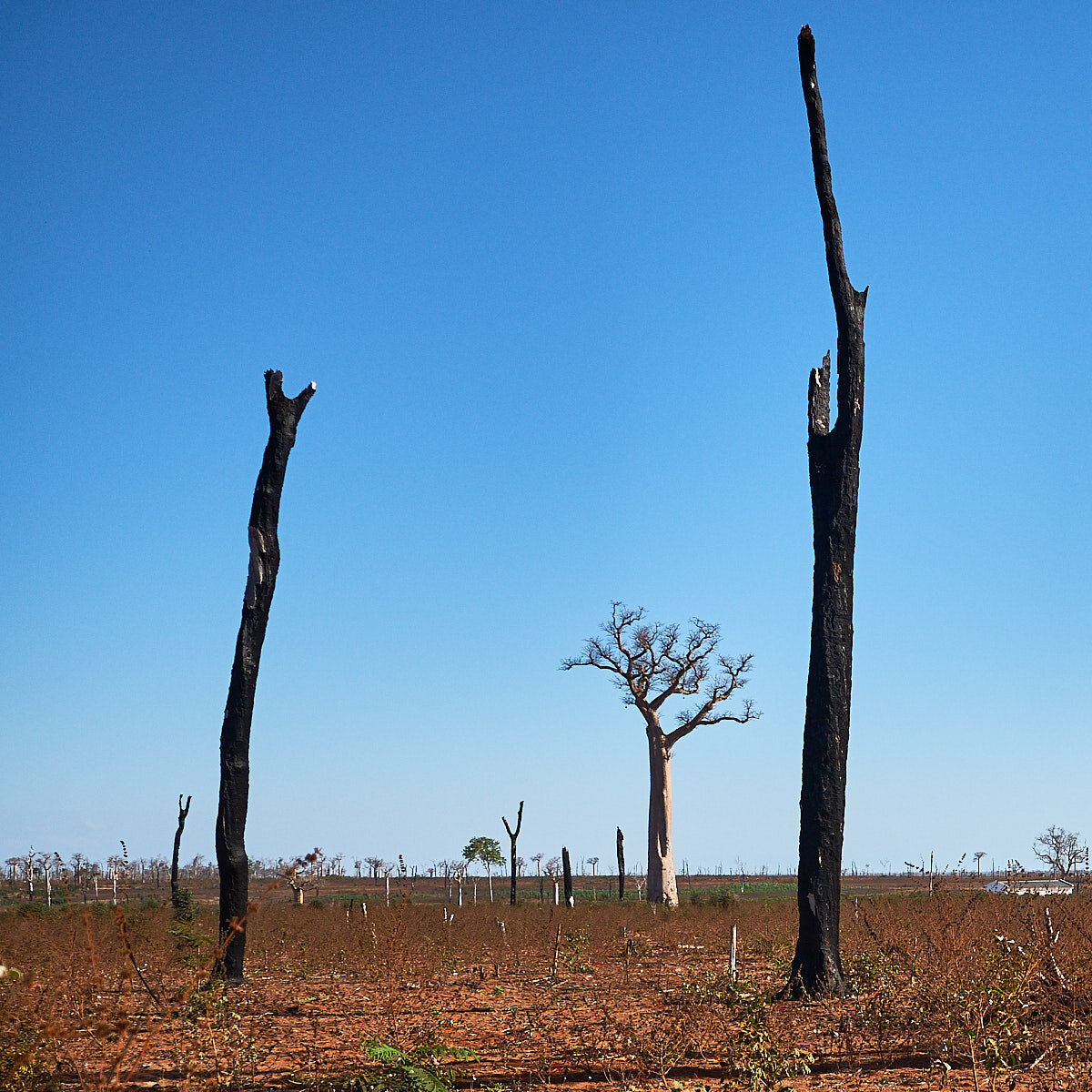 Remnants, Slash and Burn