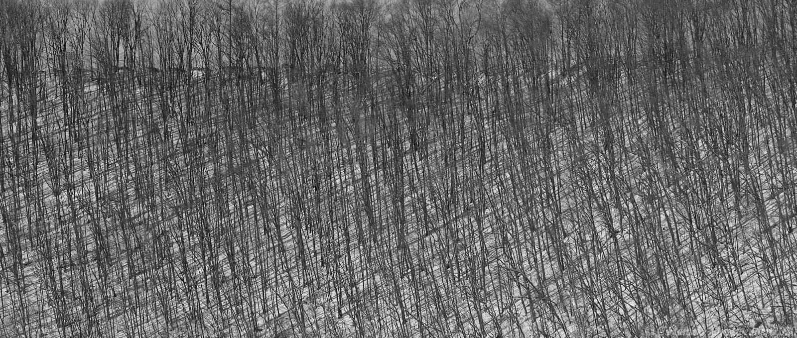 Hokkaido Trees