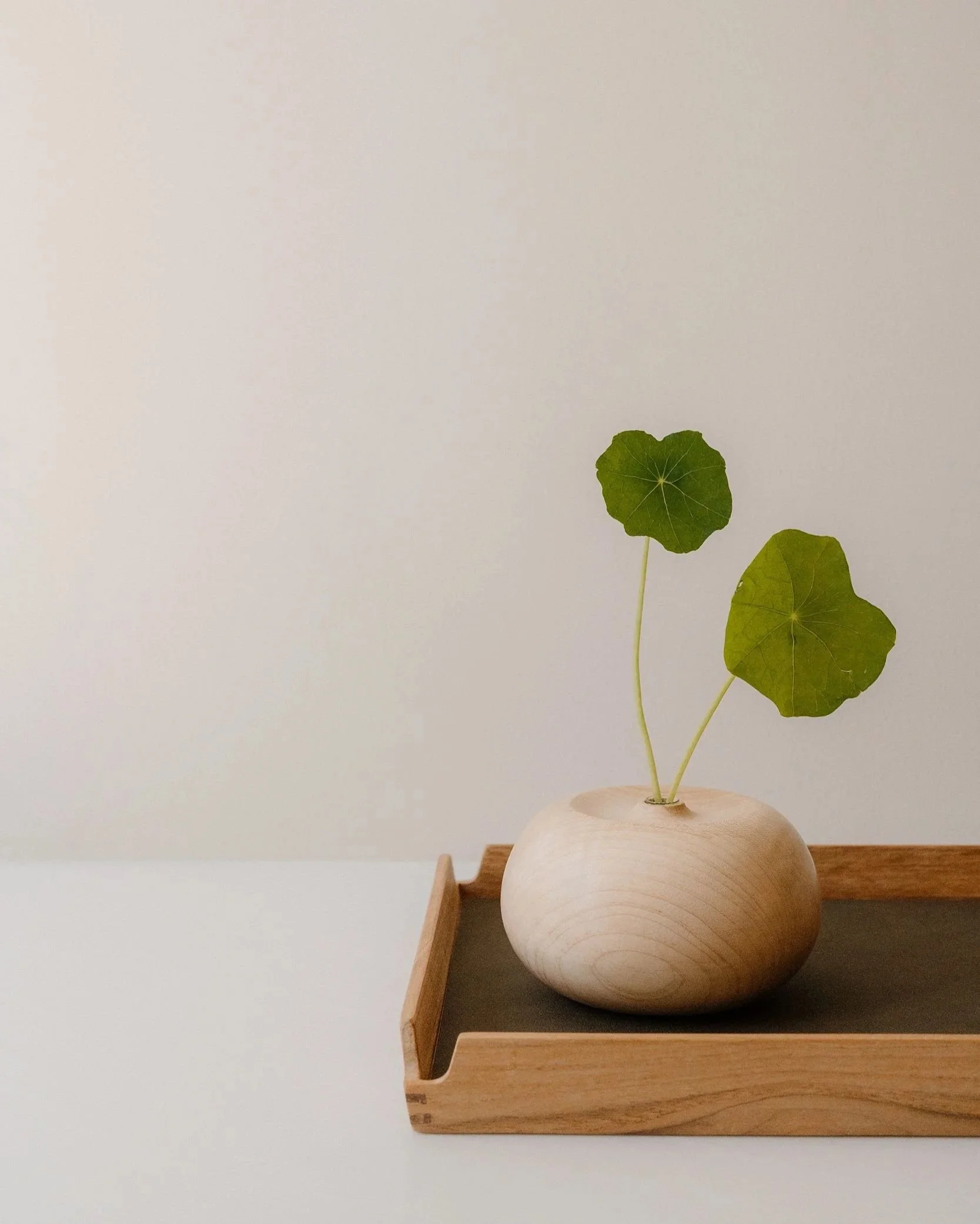 Sycamore bulb vase