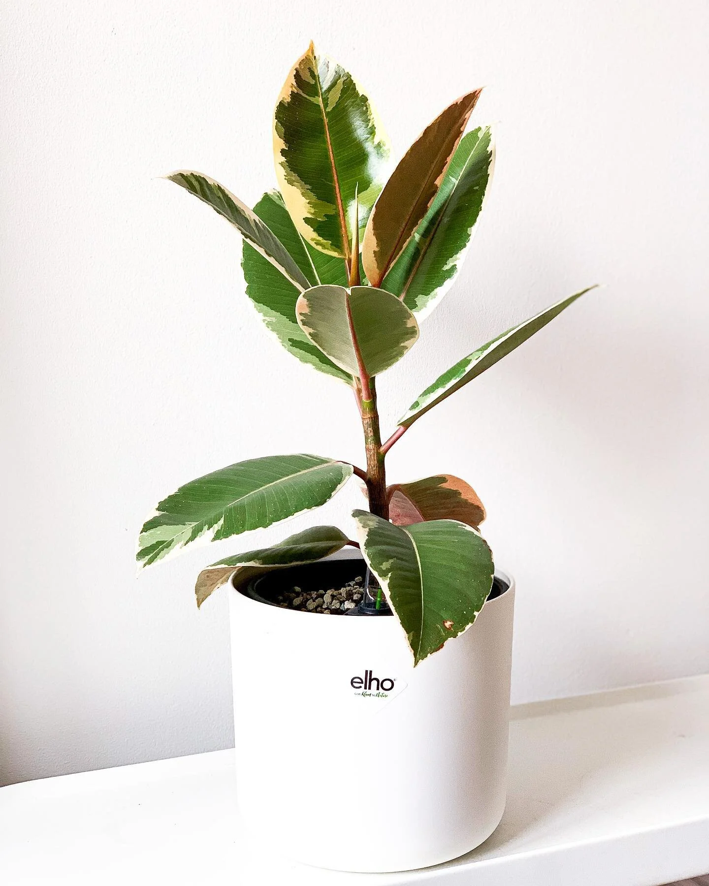 I don&rsquo;t show this plant enough but this Ficus Tineke has been doing super well. I think I got this from home base last year 🙌🏻🌱Living it up in pon and self watering insert and pot from @elho.world #ficustineke #elho
