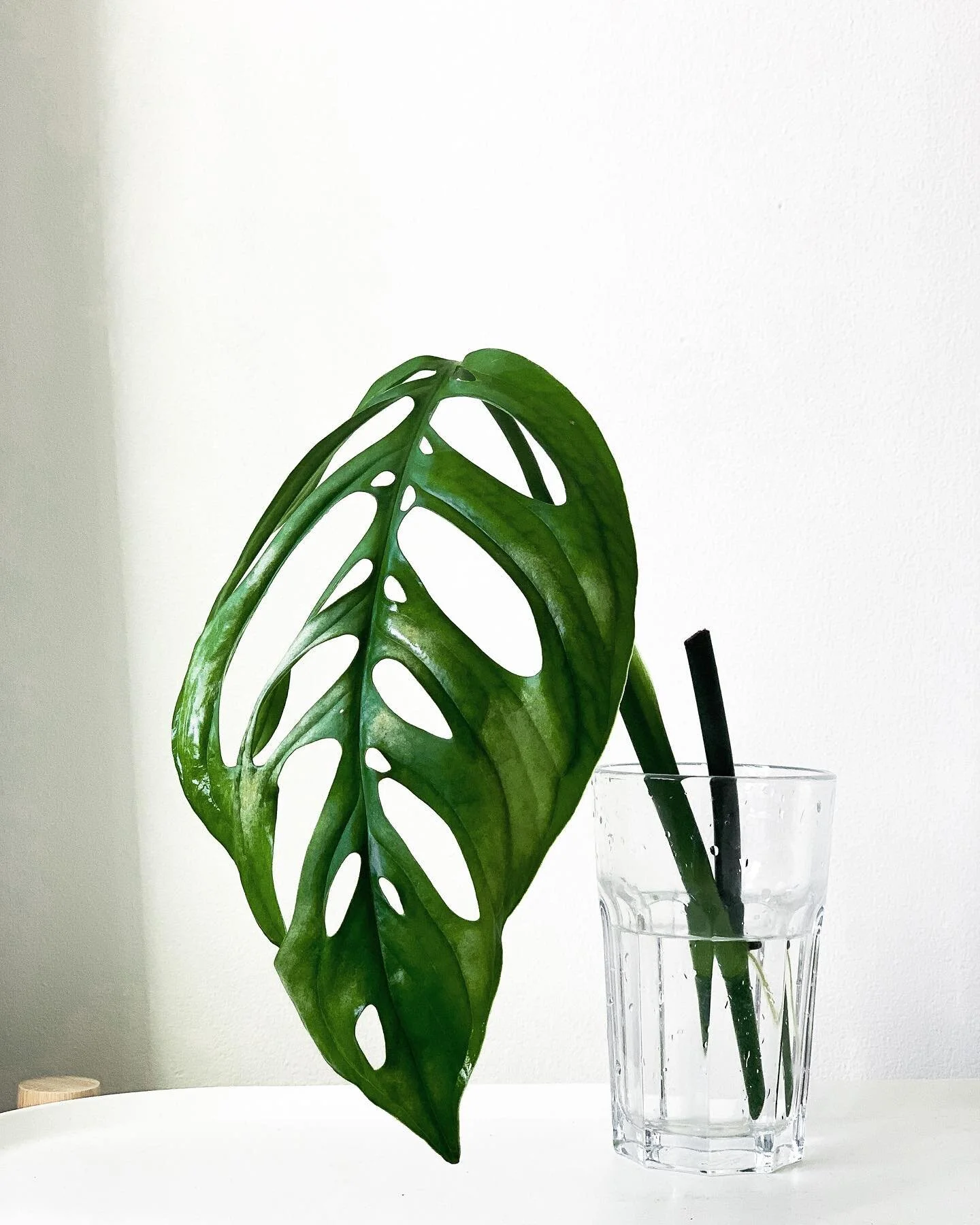 Here she is! Got her from my 3rd ever swap I&rsquo;ve done. This one with @moore_aroids 🙏🏻 Always wanted this plant but it&rsquo;s been a longggg waiting game for me. But glad I&rsquo;ve finally own one now! #monsteraesqueleto