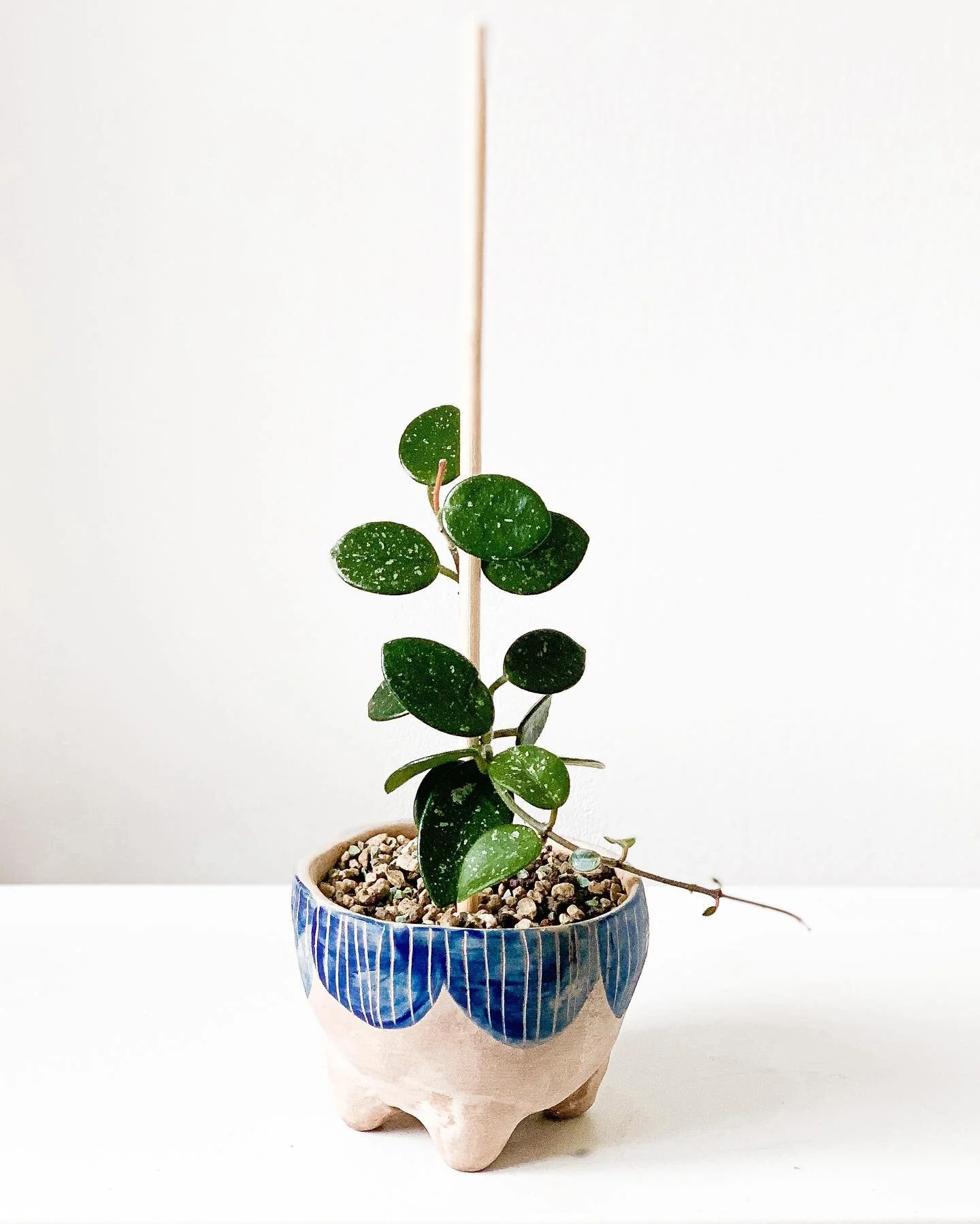 Hoya Mathilde Splash 💚