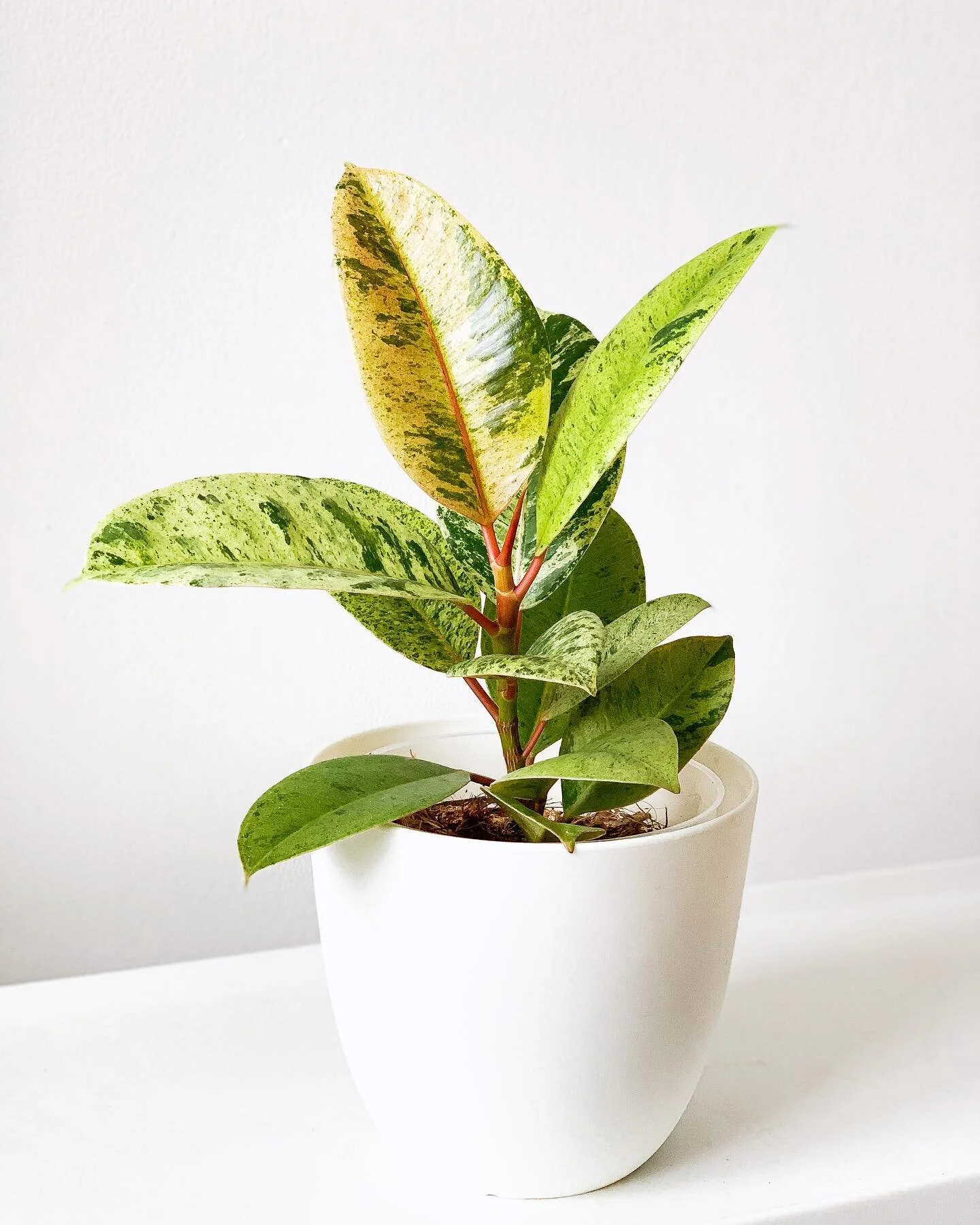 Because everyone loves this plant so much here&rsquo;s another picture 😌🙌🏻✨#ficusshivereana #ficusmoonshine