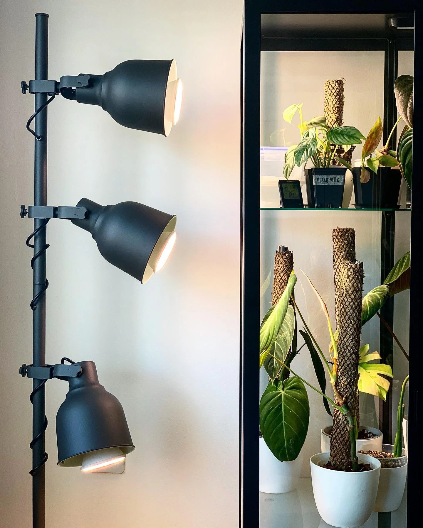 I never really take light into consideration as my plants used to live in a south facing conservatory so they get plenty. 🌞 Now I&rsquo;ve moved to my new flat (east facing window) where I get great light in the morning and it dims down pretty fast 