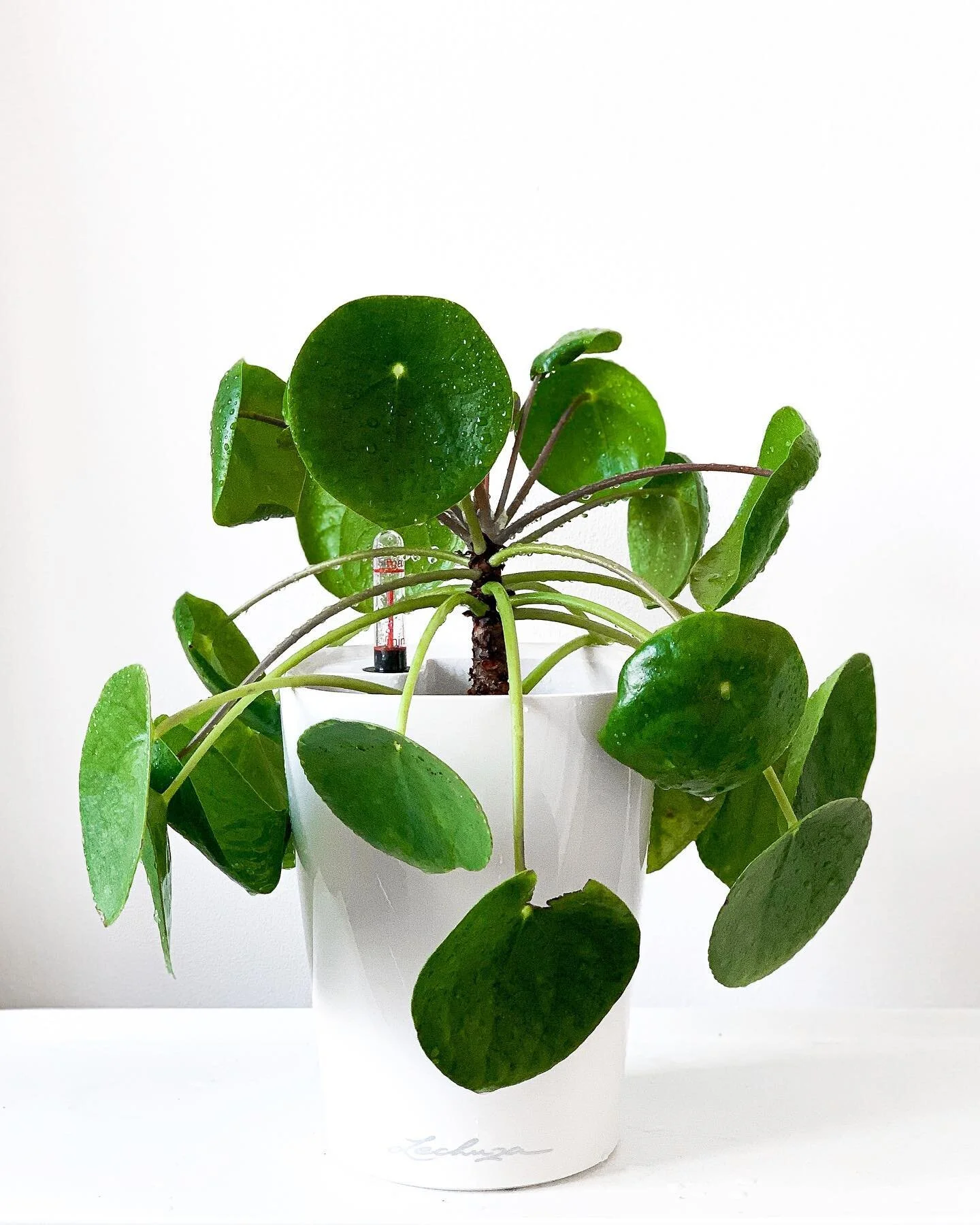 Pilea Peperomides looking bougie in the @lechuza.co.uk pot 😂✨ Or is it just me?