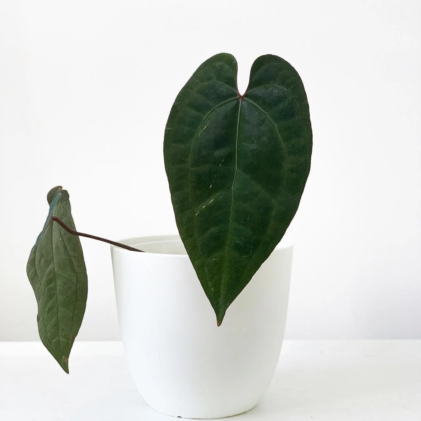 Slowest plant everrrrrrr 🌚 But still one of my absolute favourites! I think it&rsquo;s doing something but we&rsquo;ll wait and see! #anthuriumaceofspades