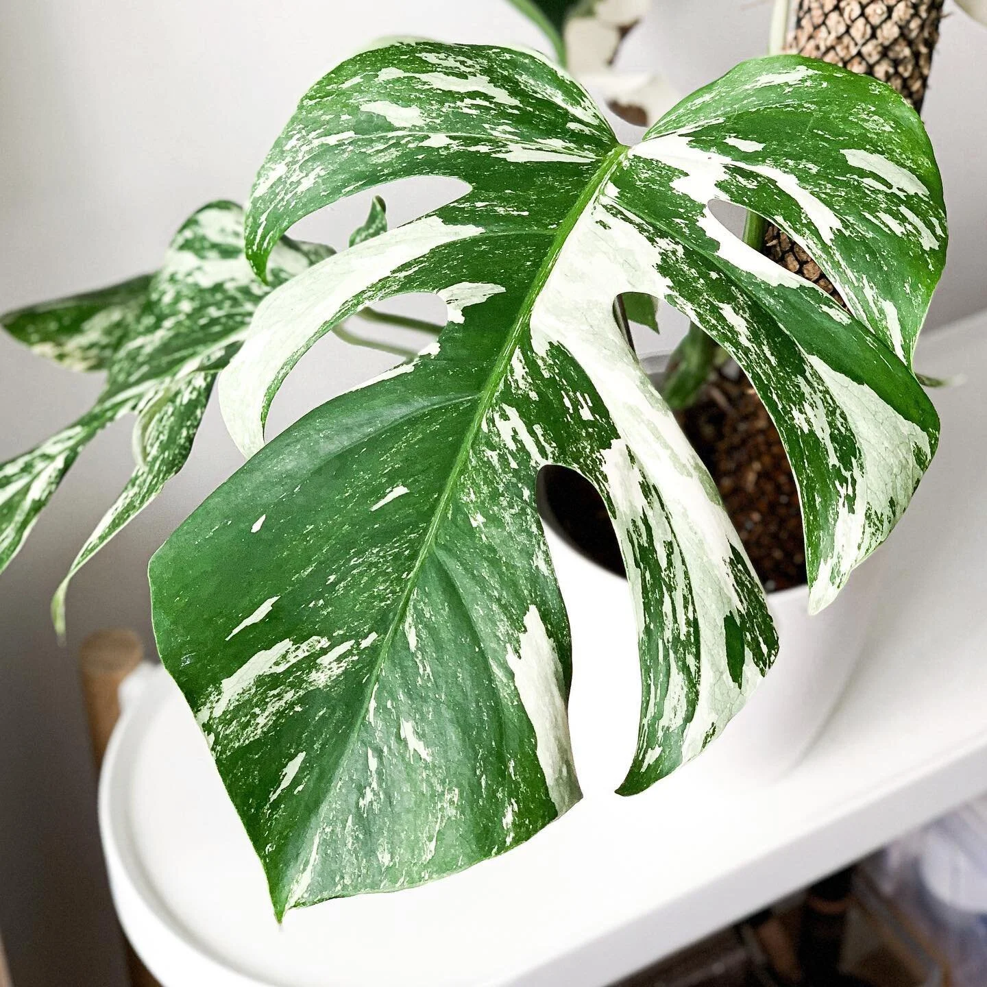 Monstera Monday ✌🏻Sending everyone positive vibes for the week and hope you all have a lovely week! Xx