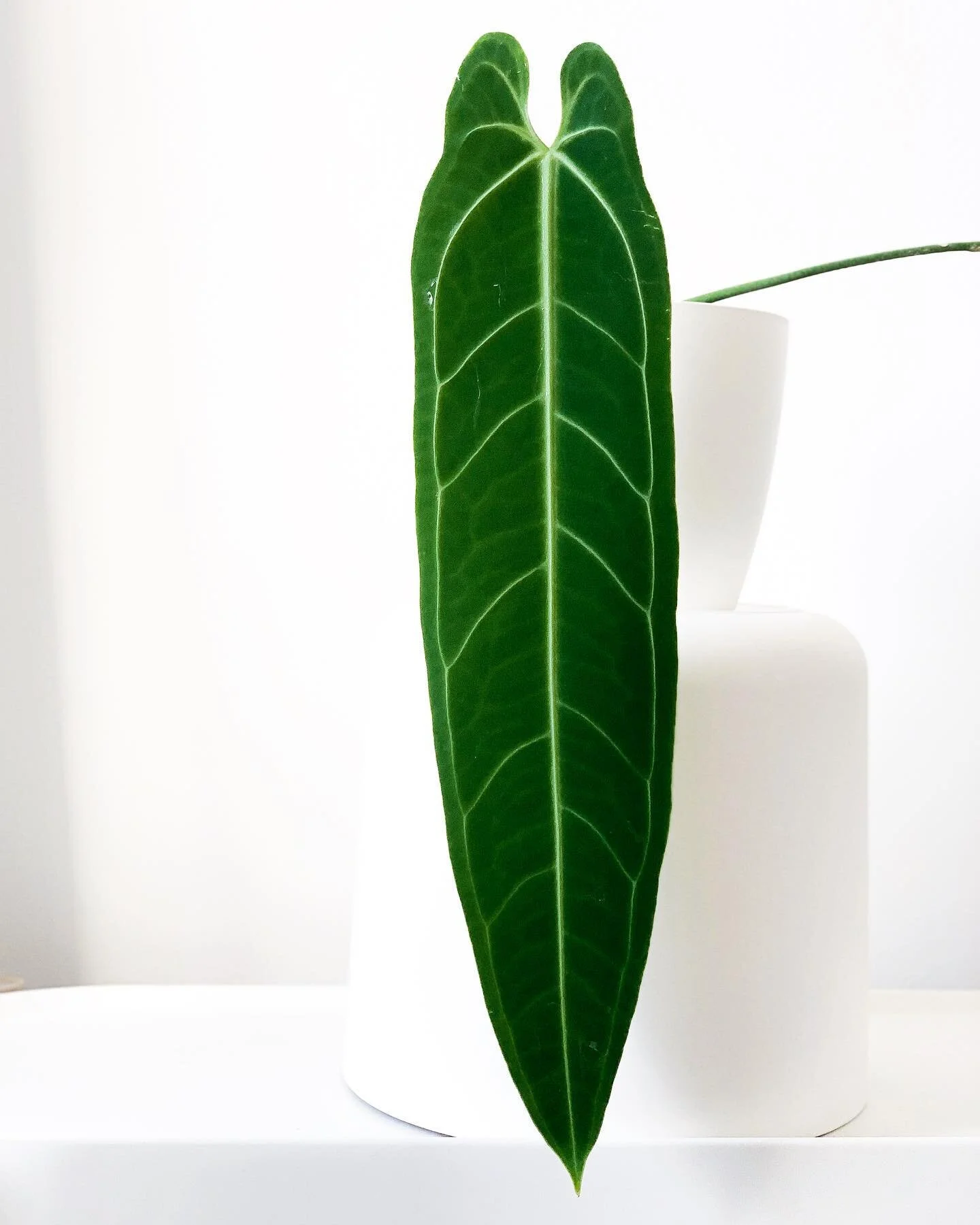 My Anthurium Warocqueanum dark form is currently 40cm 🙌🏻 I did that 🙋🏻&zwj;♀️🙆🏻&zwj;♀️💁🏻&zwj;♀️ *got her at the start of July and took a while to adapt. I&rsquo;ve left her in moss and made sure I feed really weak fertiliser mix #anthuriumwar