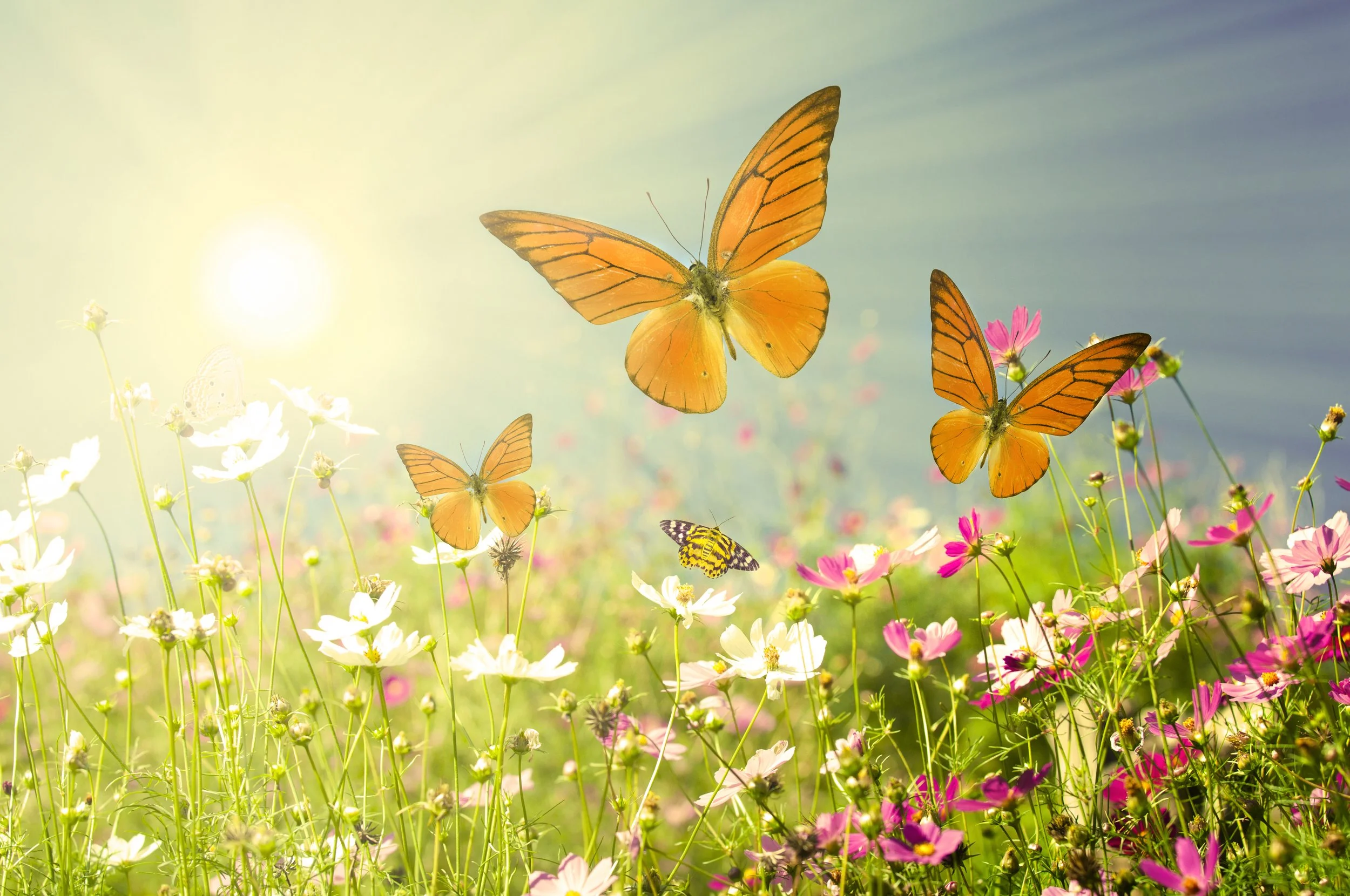 shutterstock_86614435.jpg (Copy)